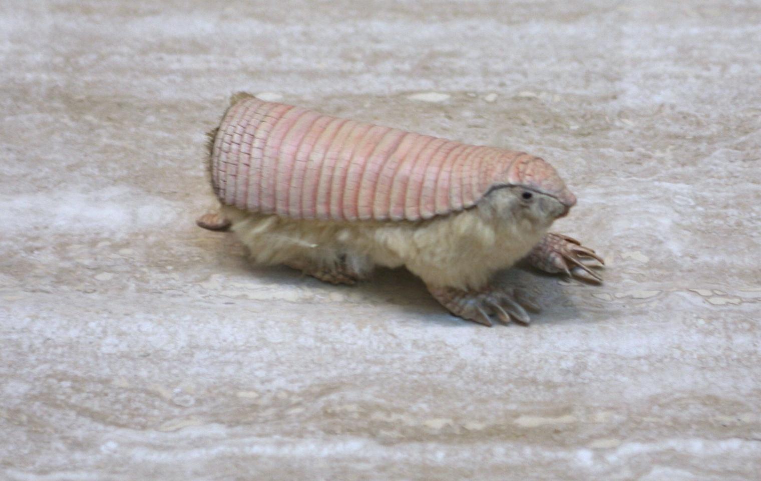 Pink Fairy Armadillo Wallpapers - Wallpaper Cave