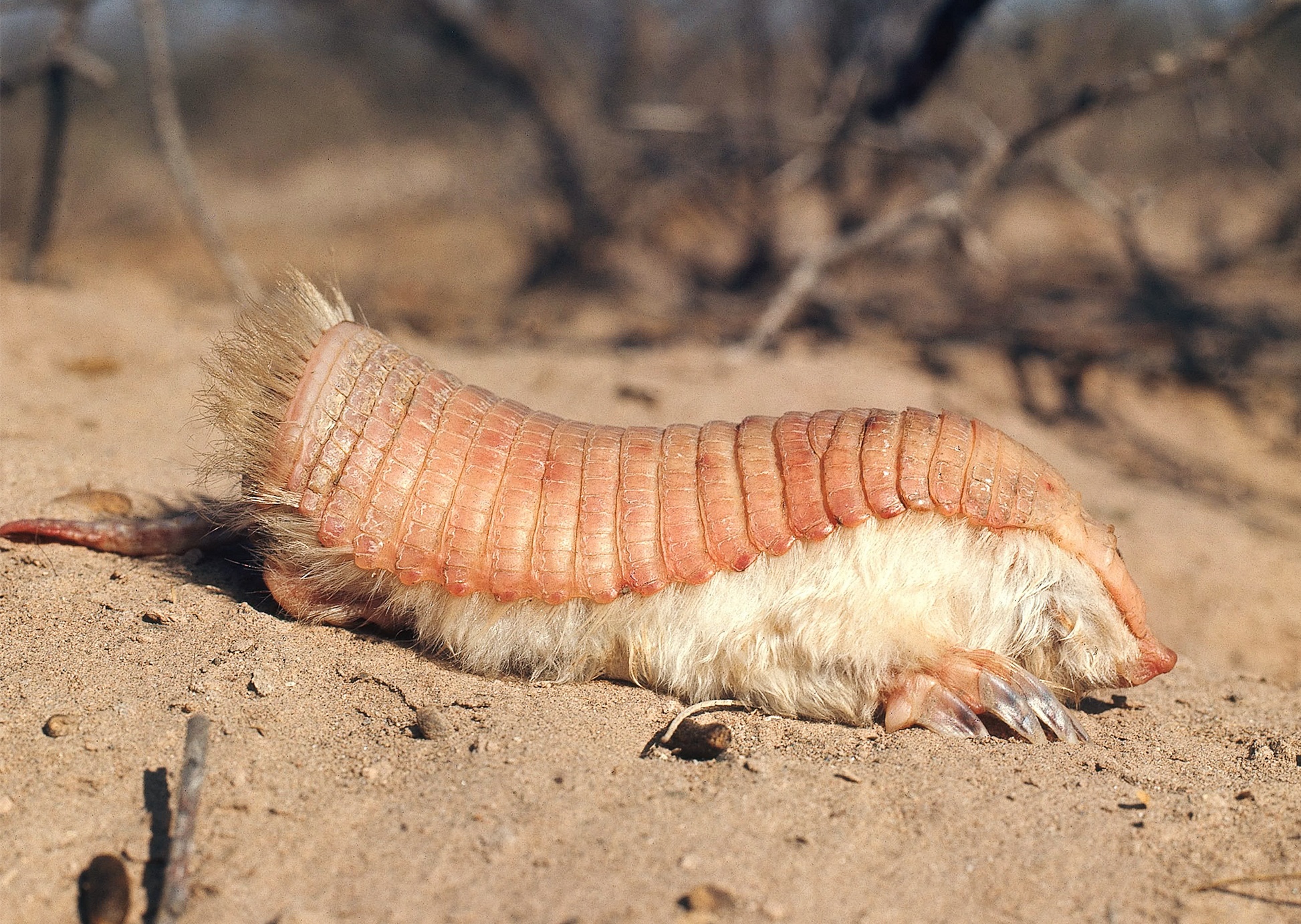 Pink Fairy Armadillo Wallpapers Wallpaper Cave Pink Fairy Armadillo Wallpapers Wallpaper Cave