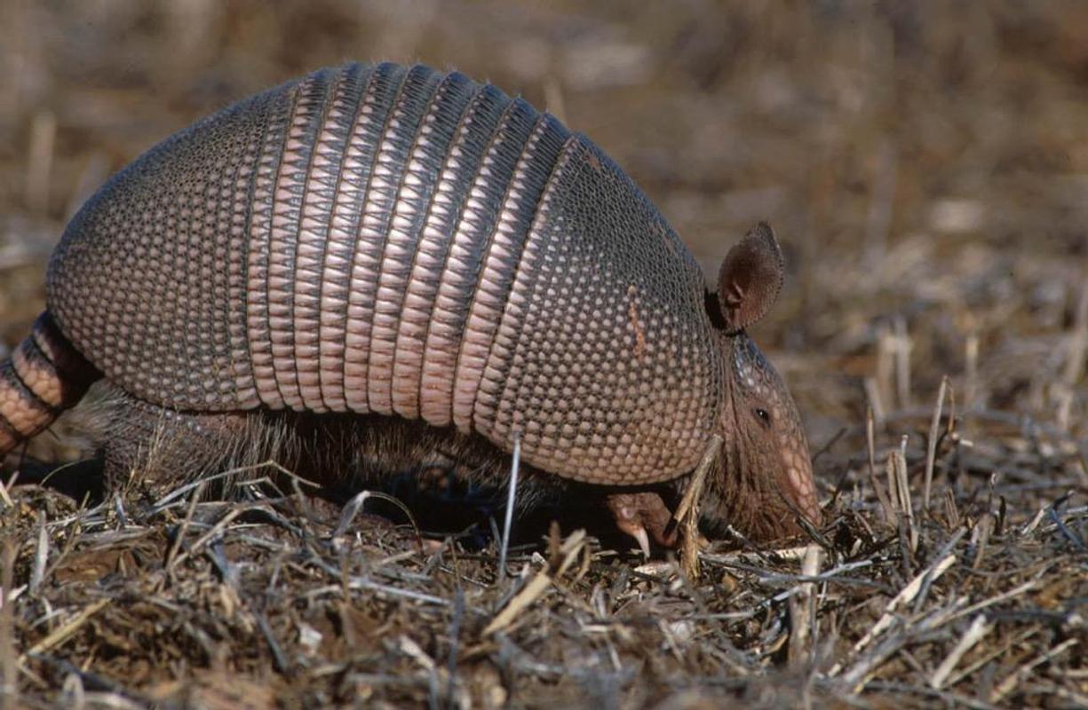 Armadillo Wallpaper Image