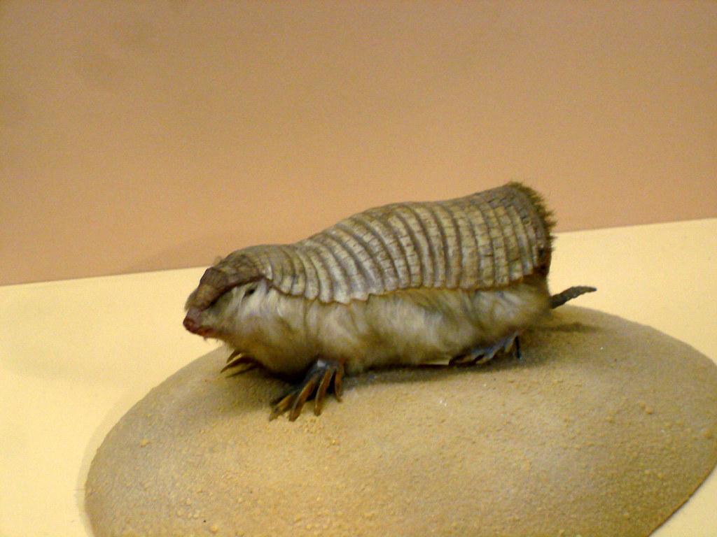 Pink Fairy Armadillo. We spent a day at the Natural History