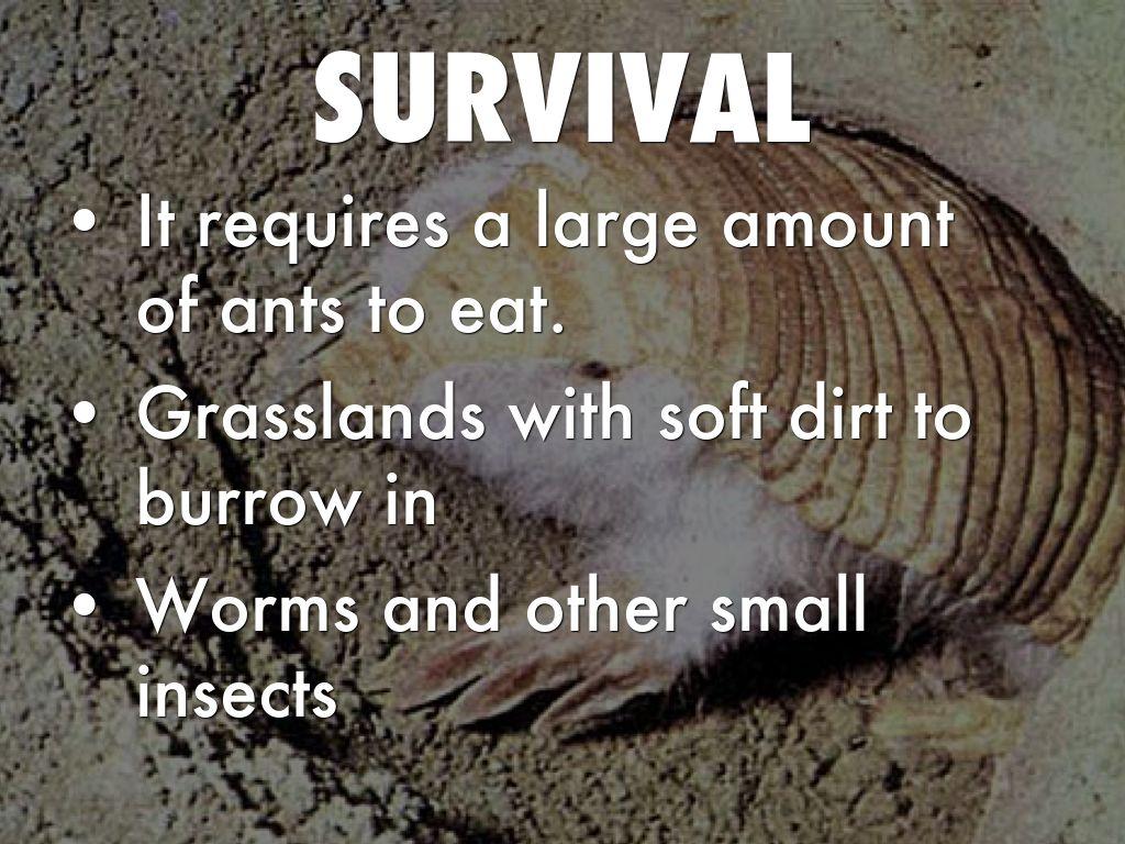 The Pink Fairy Armadillo