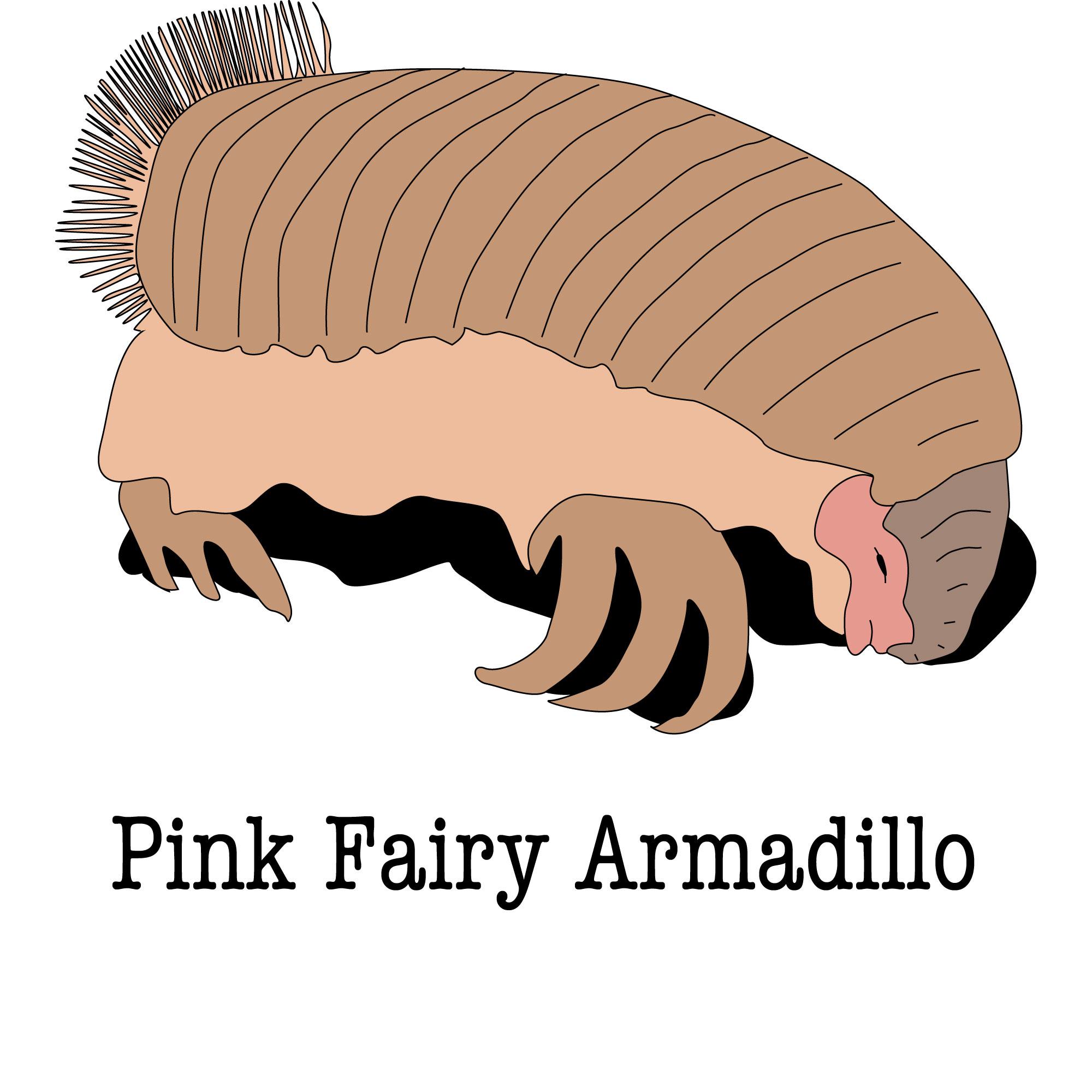 Cartoon Pink Fairy Armadillo - Check out inspiring examples of pink.
