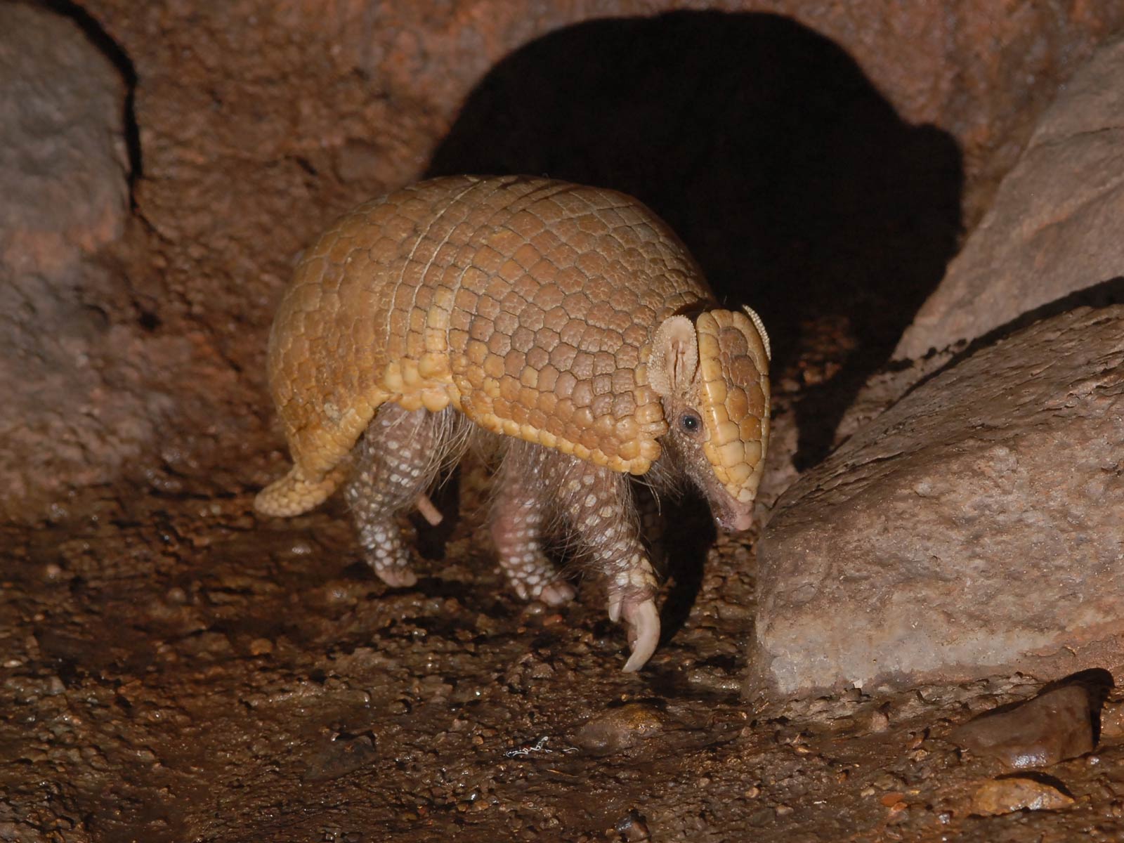 Armadillo Wallpaper Image