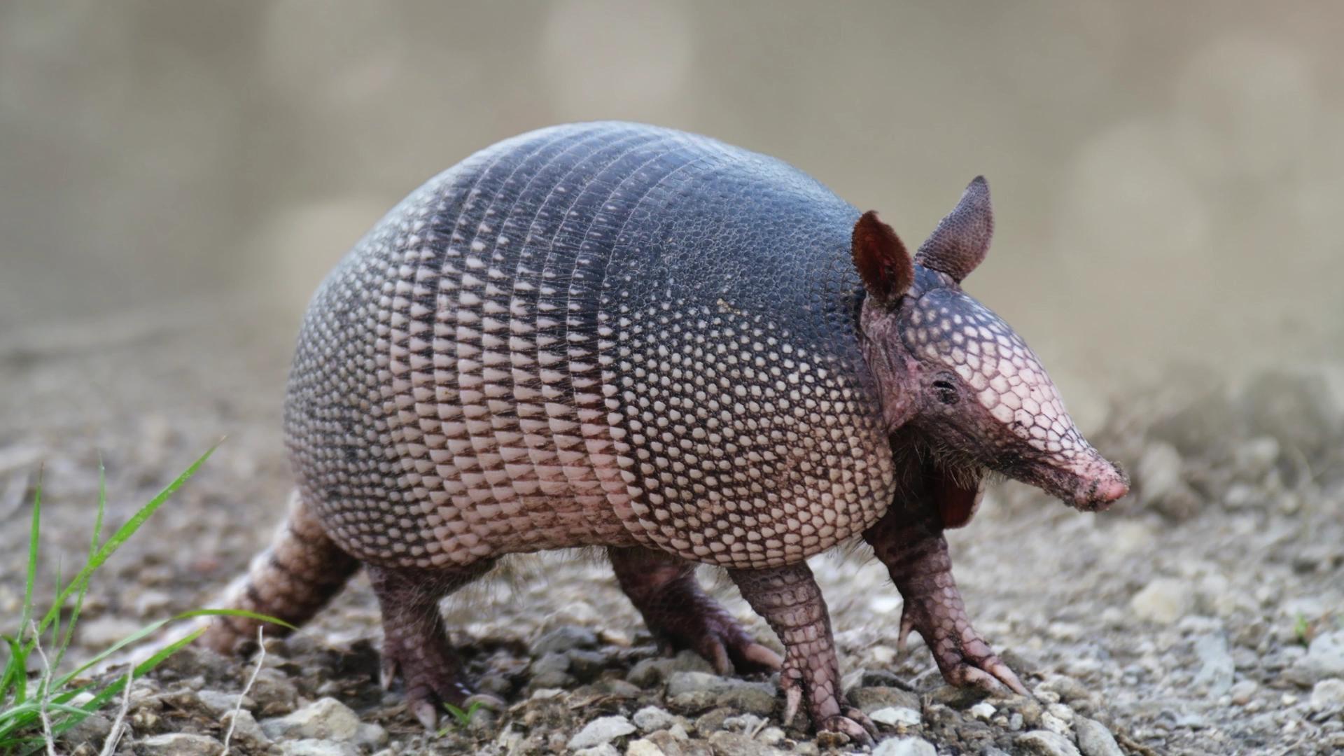 Armadillo Wallpaper Image