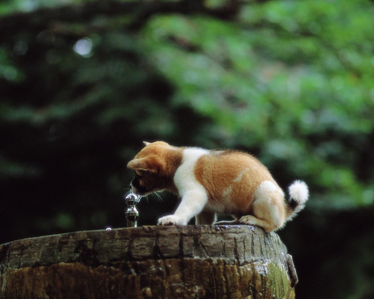 Thirsty Wallpaper. Thirsty Wallpaper