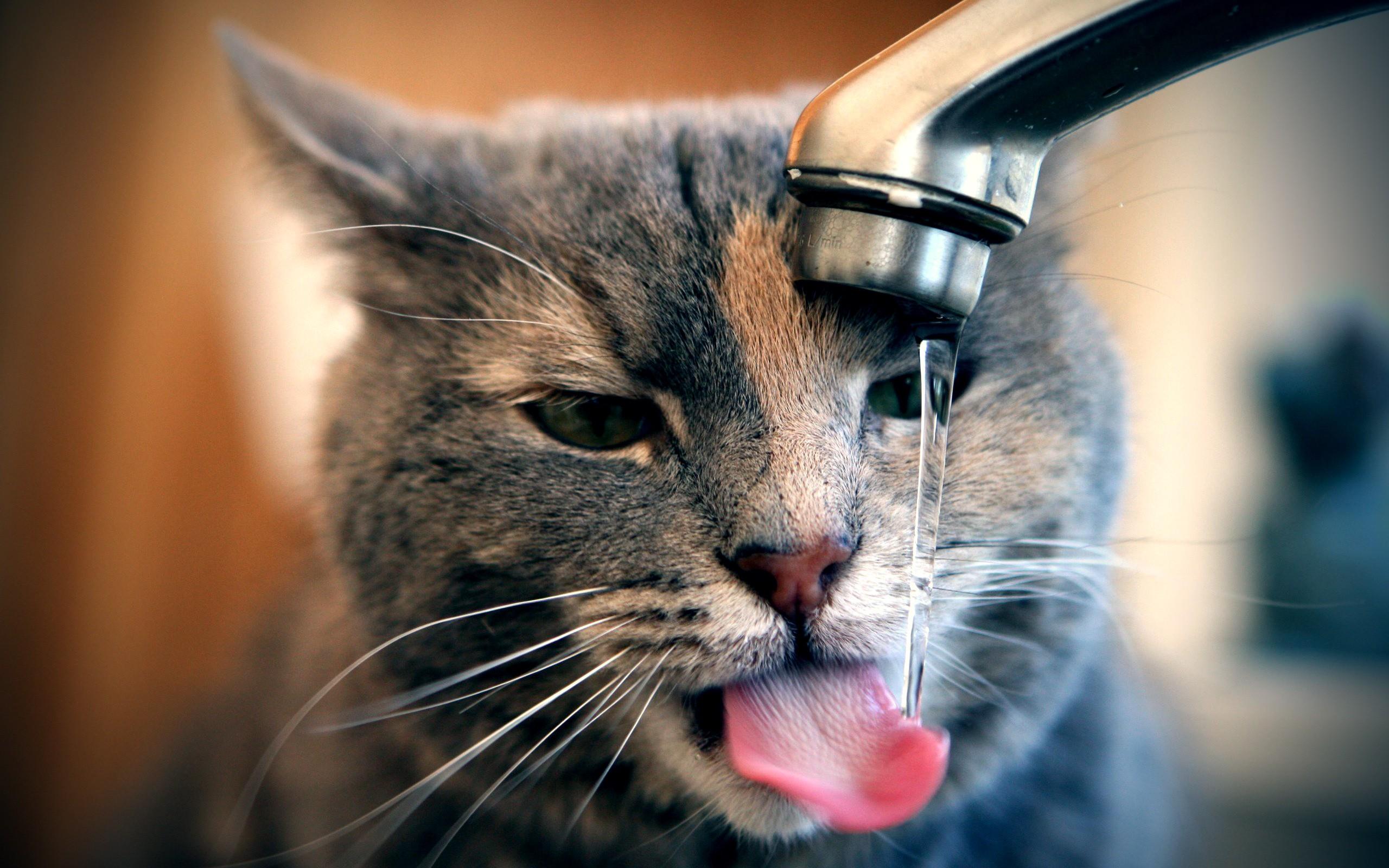 Download the Thirsty Kitty Wallpaper, Thirsty Kitty iPhone Wallpaper