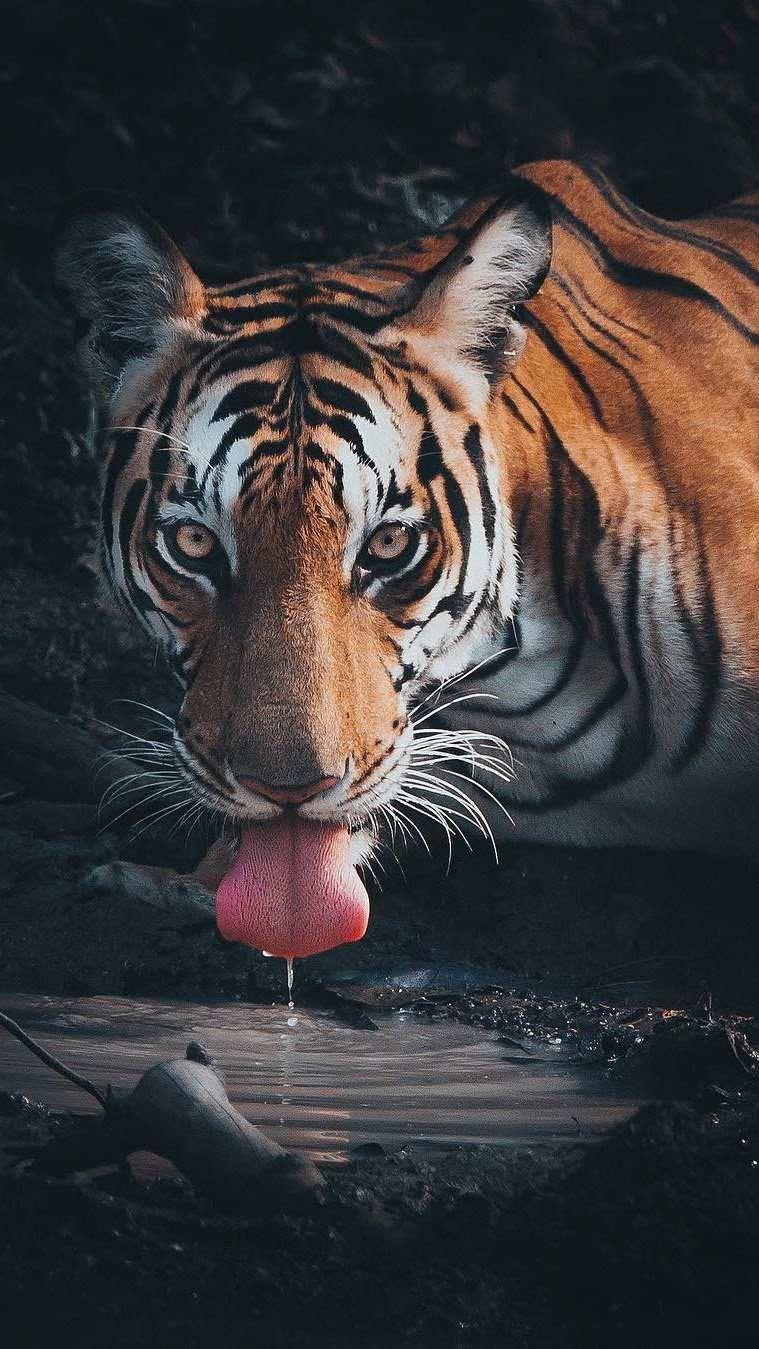 Thirsty Bengal tiger iPhone Wallpaper. iPhone Wallpaper. Animal