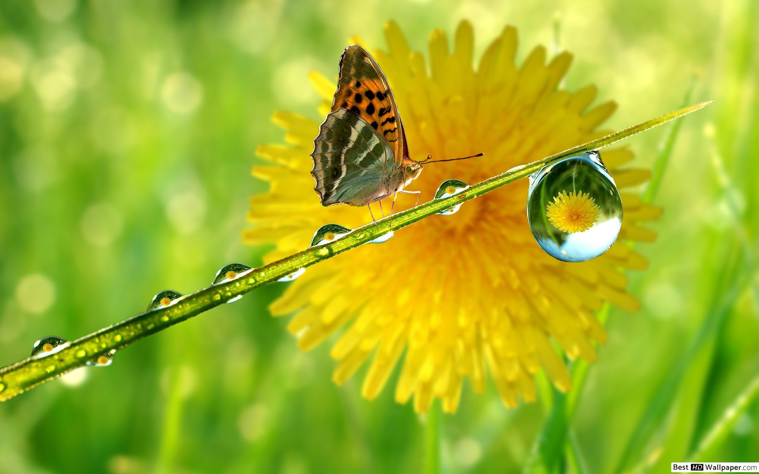 Thirsty butterfly HD wallpaper download