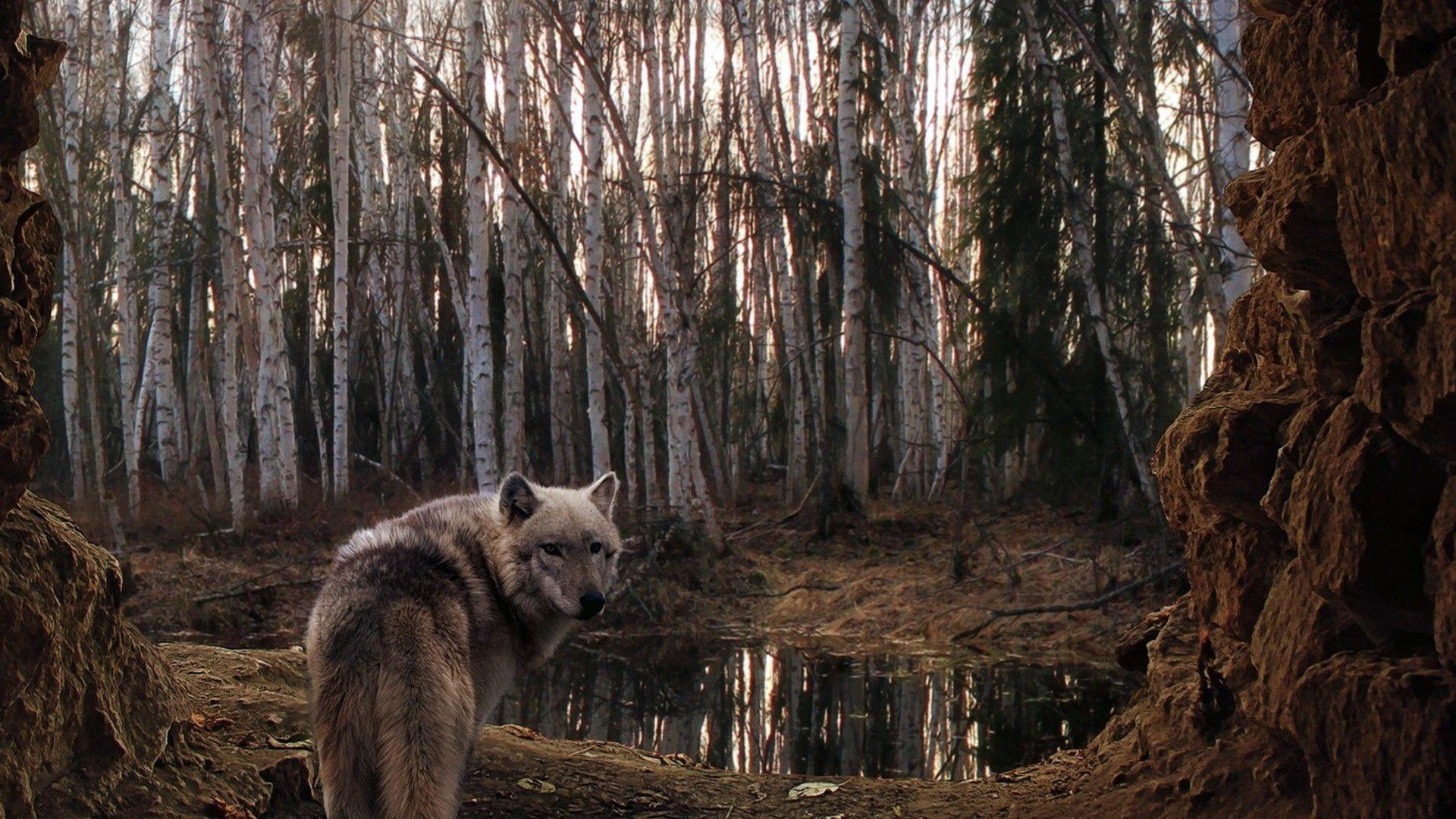 Got Milk? Nah, just water! This wolf looks a little thirsty. Wolf