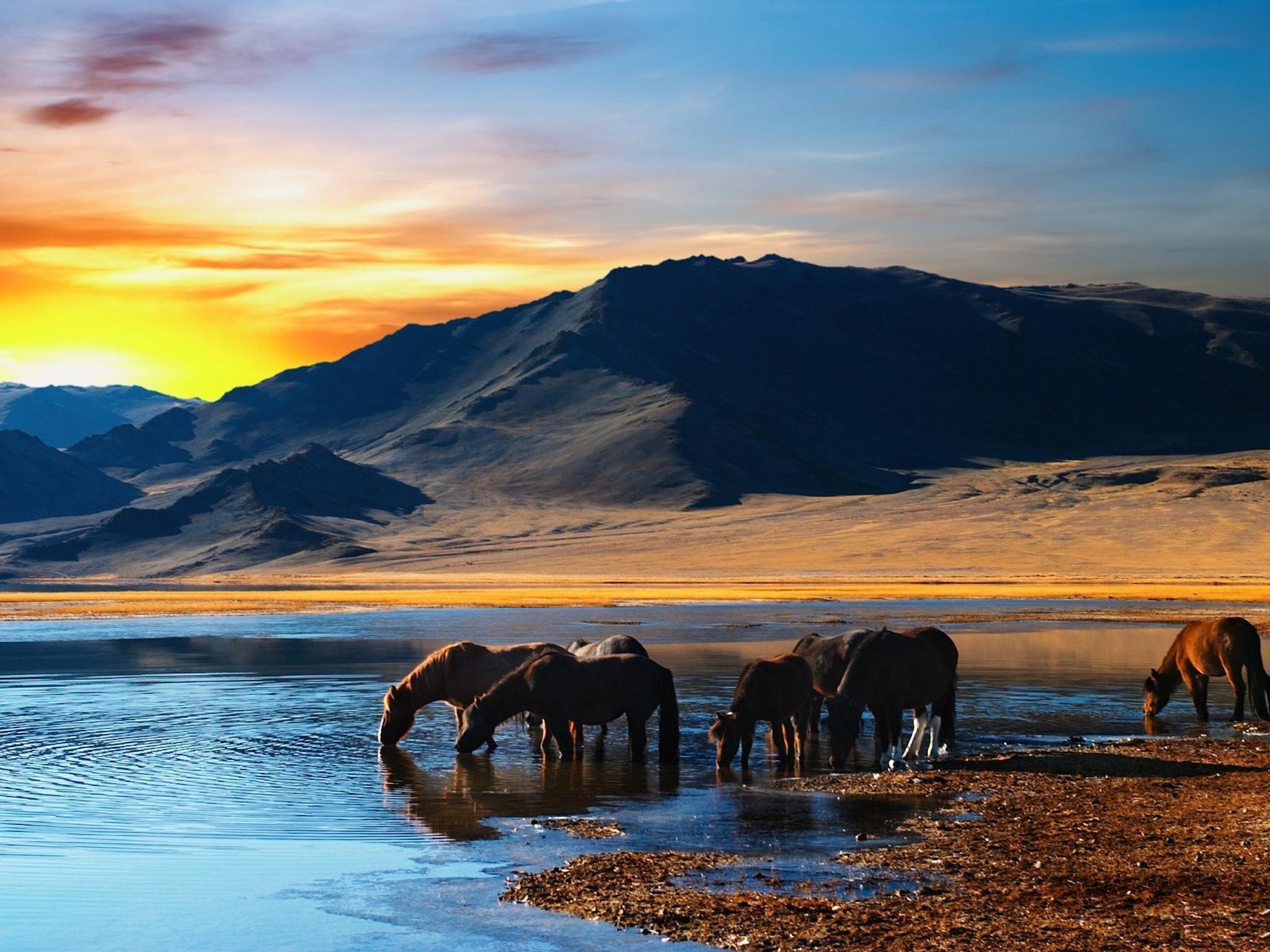 Thirsty Horses Wallpaper. Free HD Landscape Image