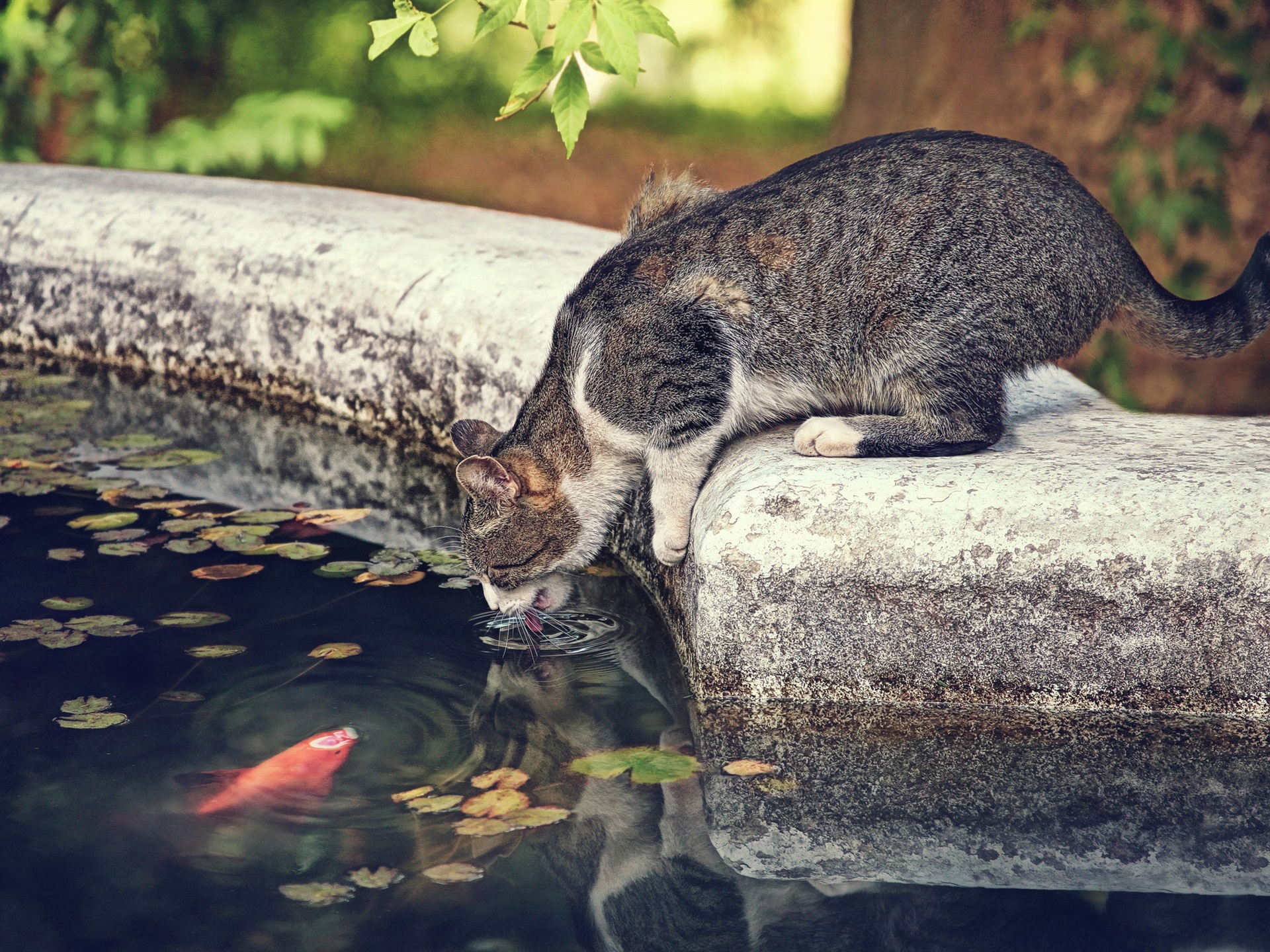 Thirsty cat, water, fish wallpaper