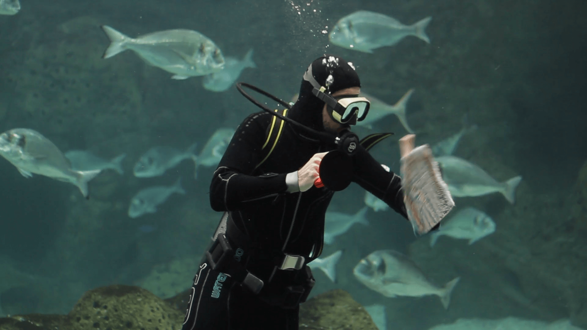 Diver cleaning glass in an aquarium tank and fish swarm in