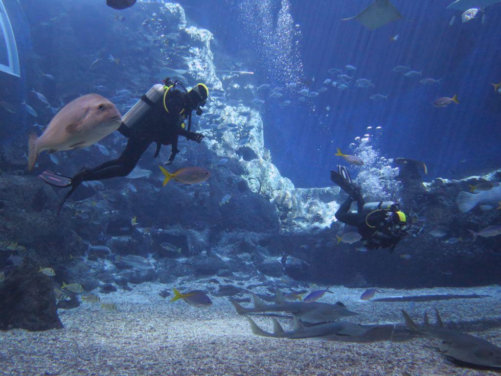 Marc's Blog: diving the Singapore SEA Aquarium Main Tank