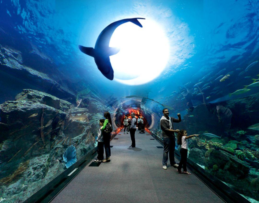 Dubai Mall Aquarium HD Wallpaper
