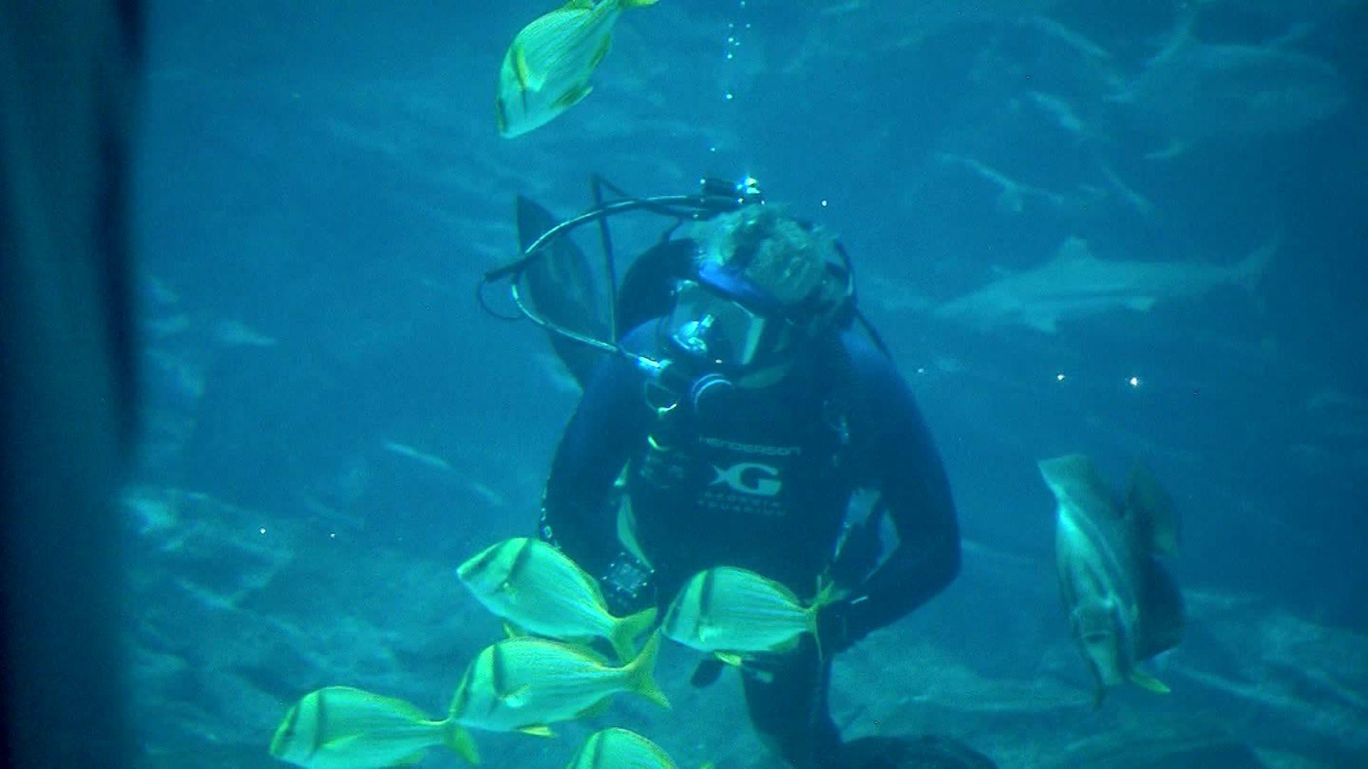 Dive into Georgia Aquarium