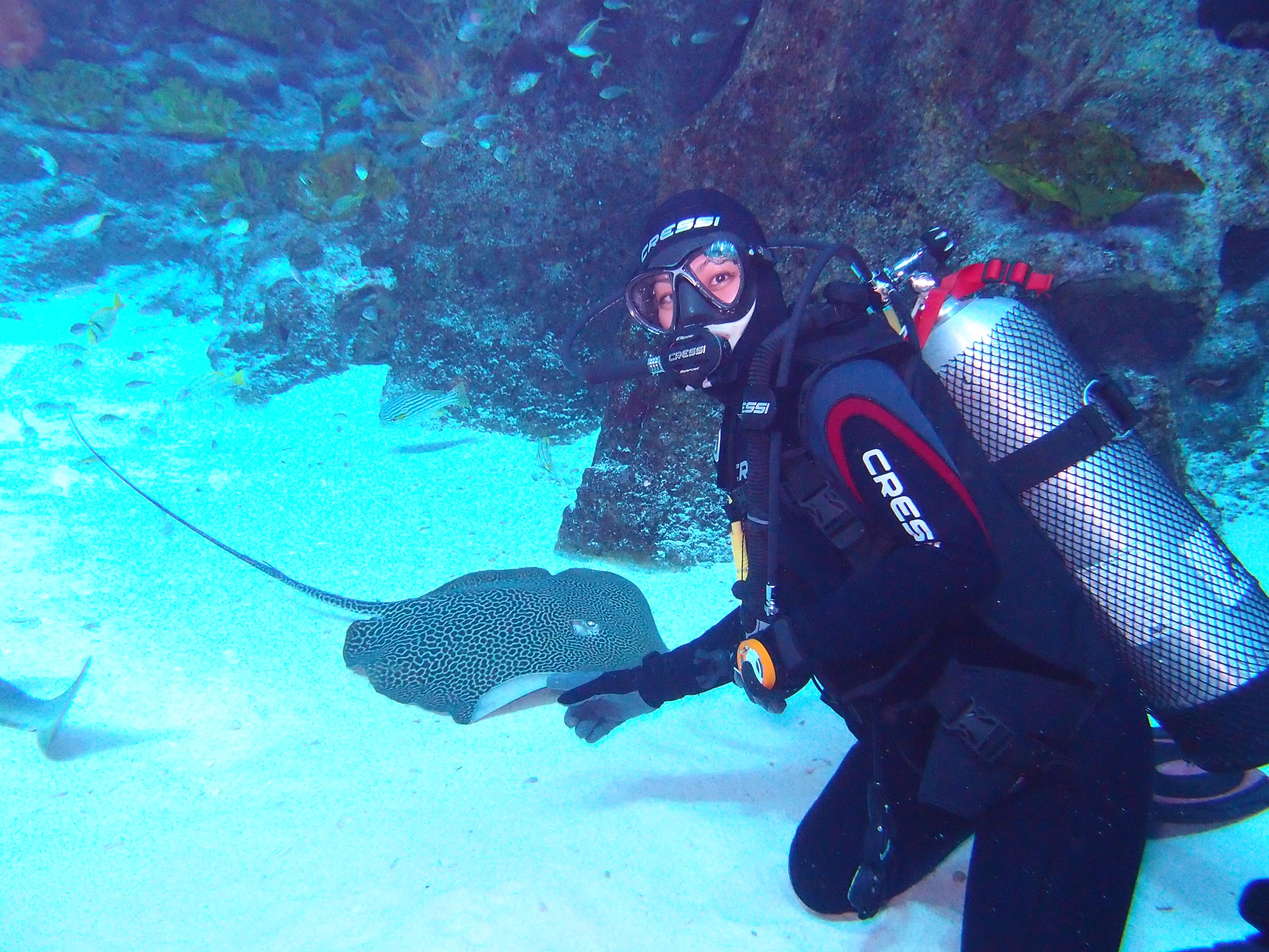 First peek into the Open Ocean Dive. S.E.A. Aquarium at Resorts