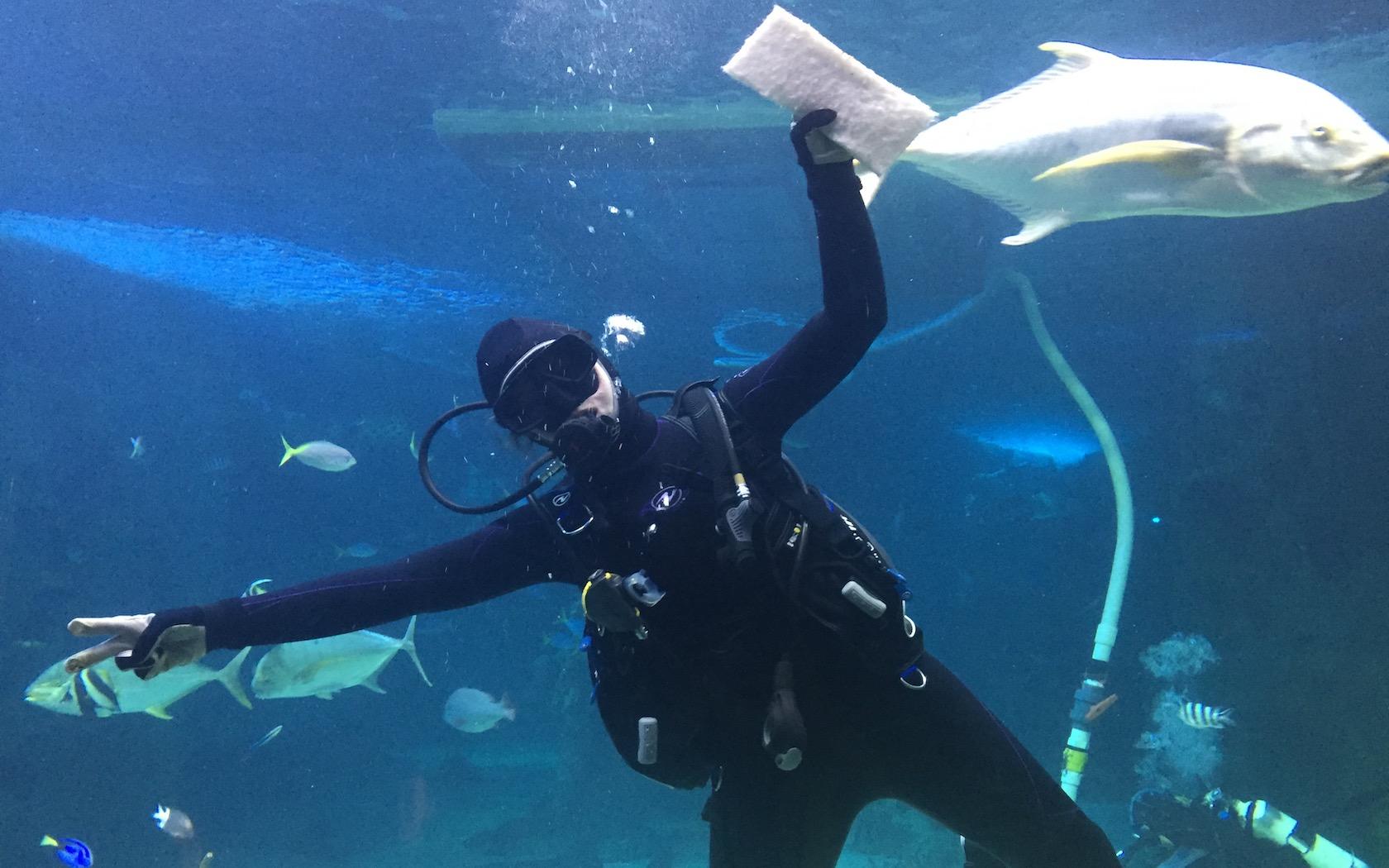 Sydney Aquarium Is Hiring For The Best Job In The World