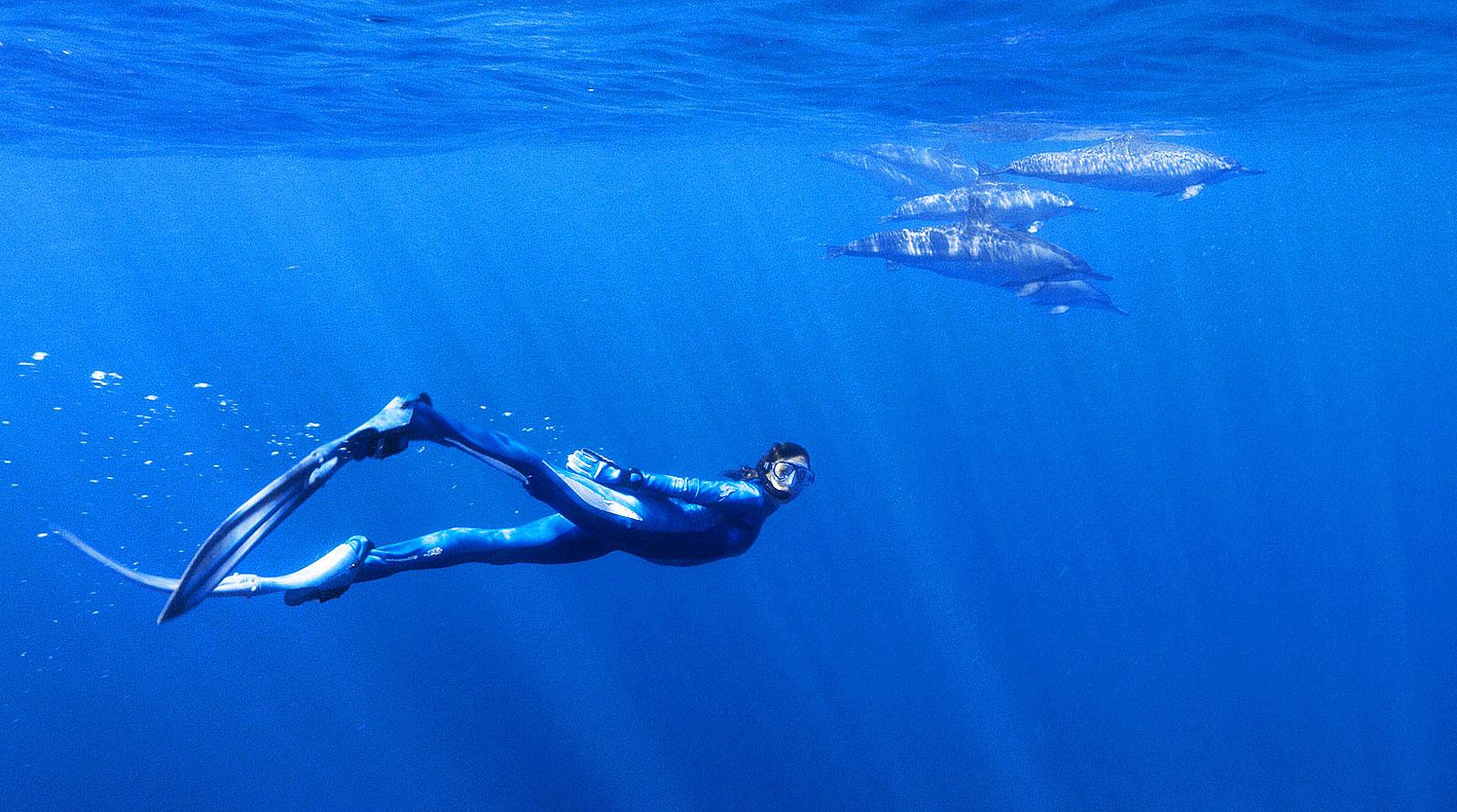 Untitled, The Scuttlefish