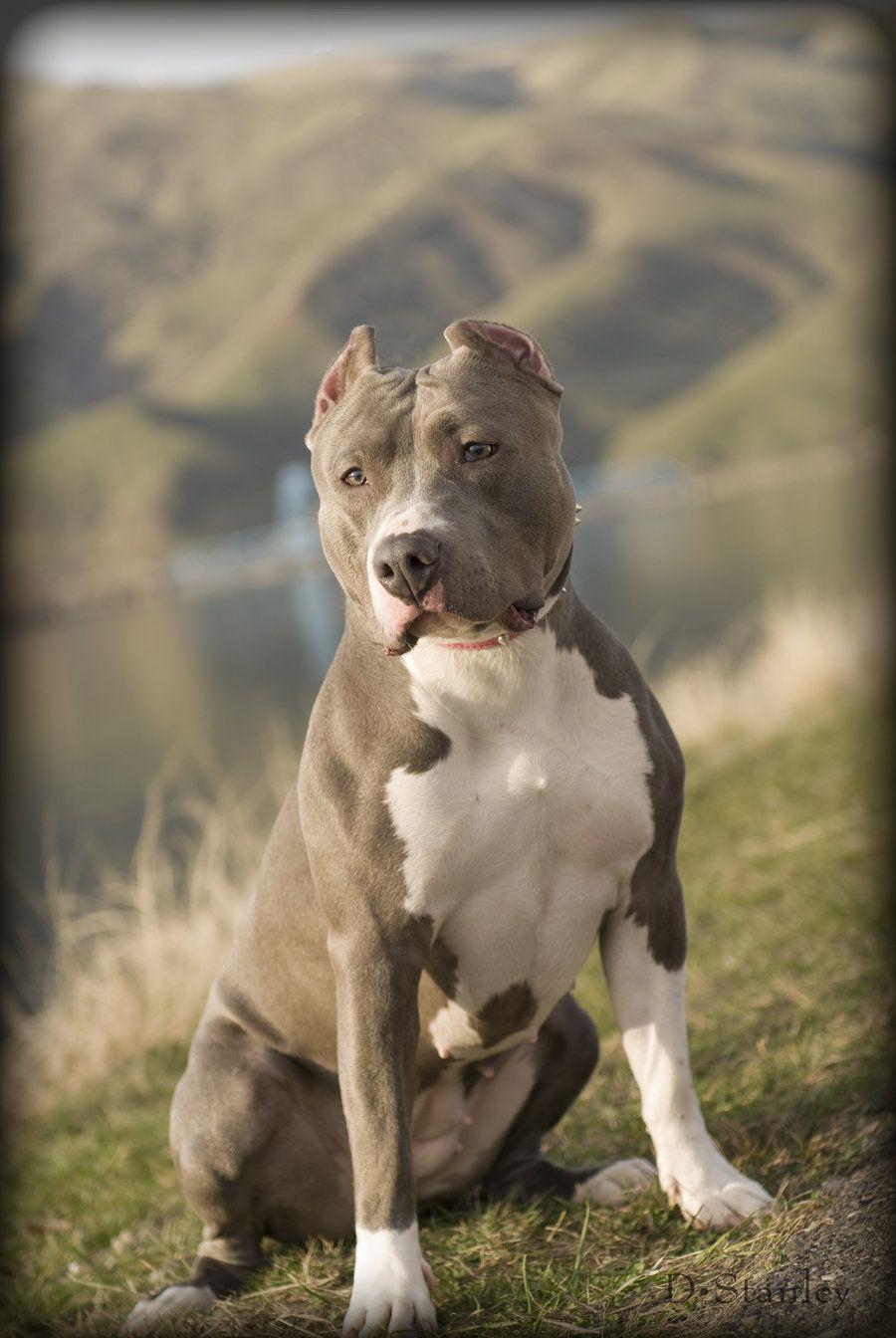 Blue Nose Pit Bull 2 by DonStanley. Blue Pitbulls