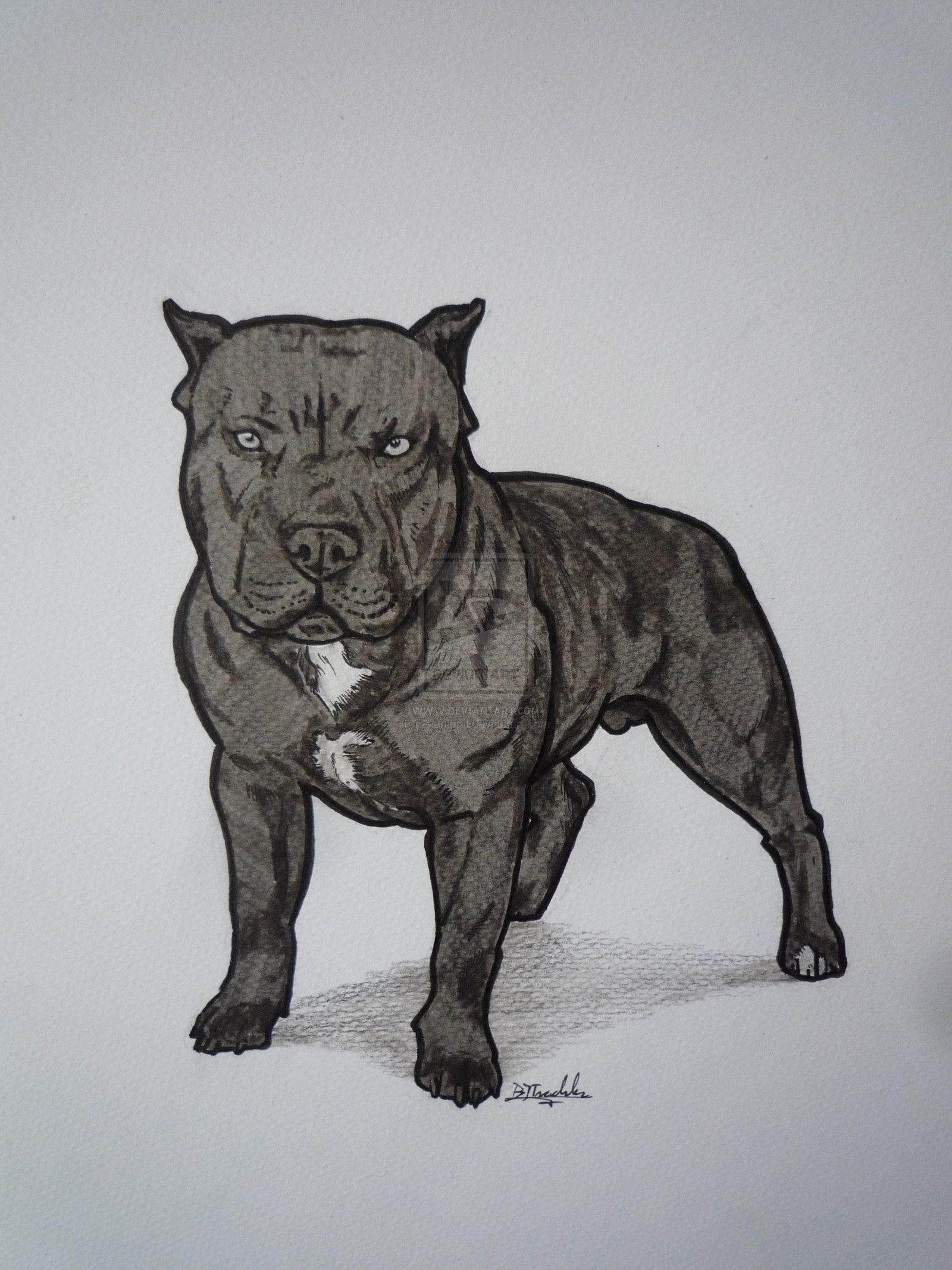 image of red nose pitbulls. pitbulls. Pitbull drawing
