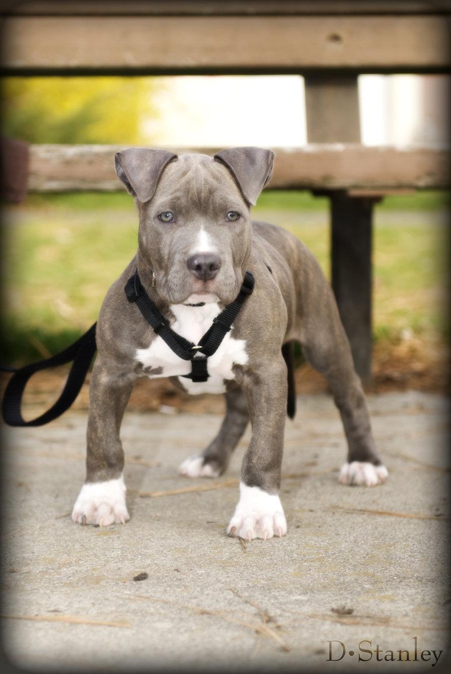 Blue Nose Pit Wallpapers - Wallpaper Cave