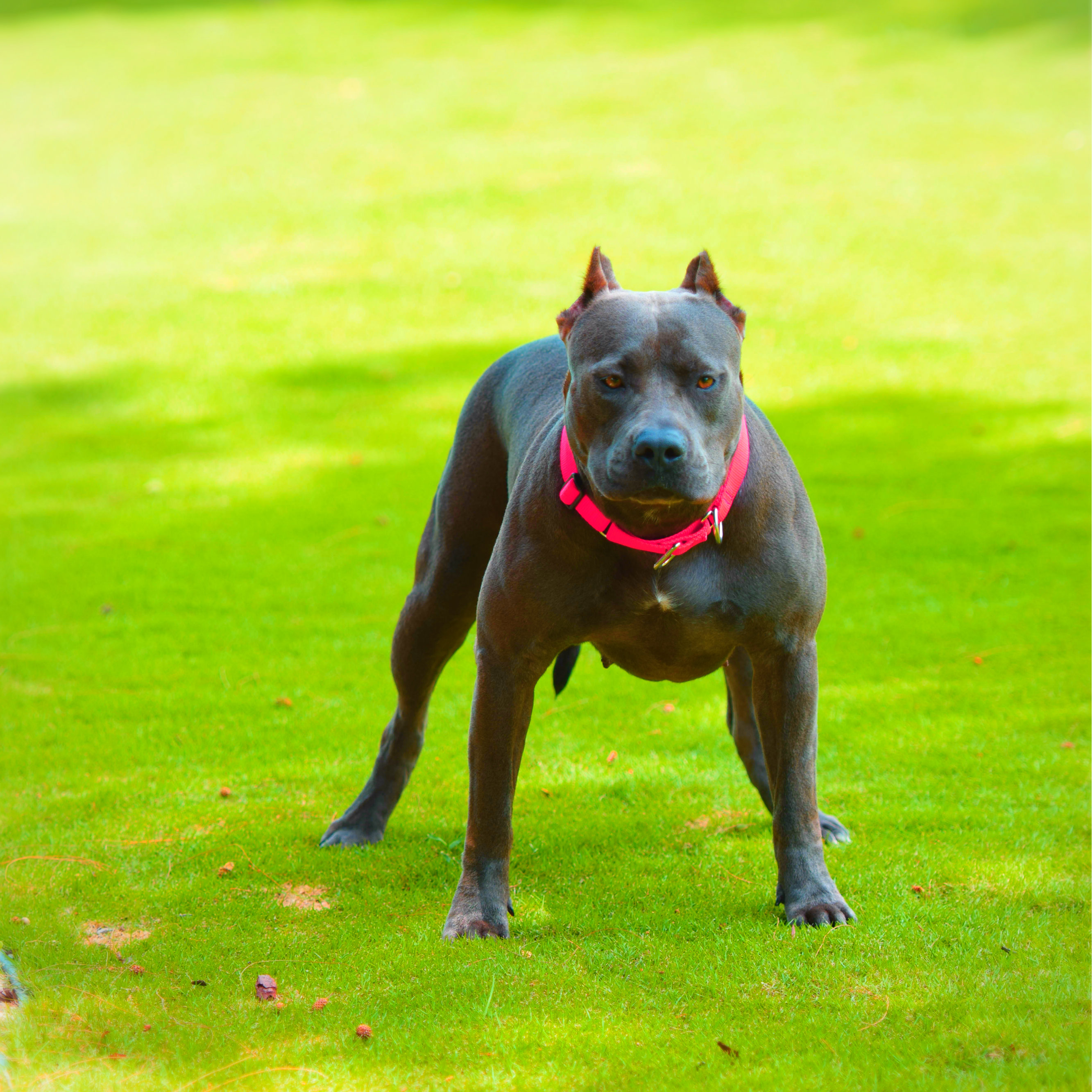 Things You Should “Nose” about the Blue Nose Pitbull