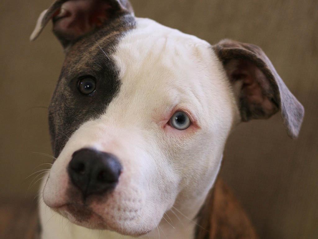 Blue Nose Pitbull Wallpaper Sf Eyes Puppy