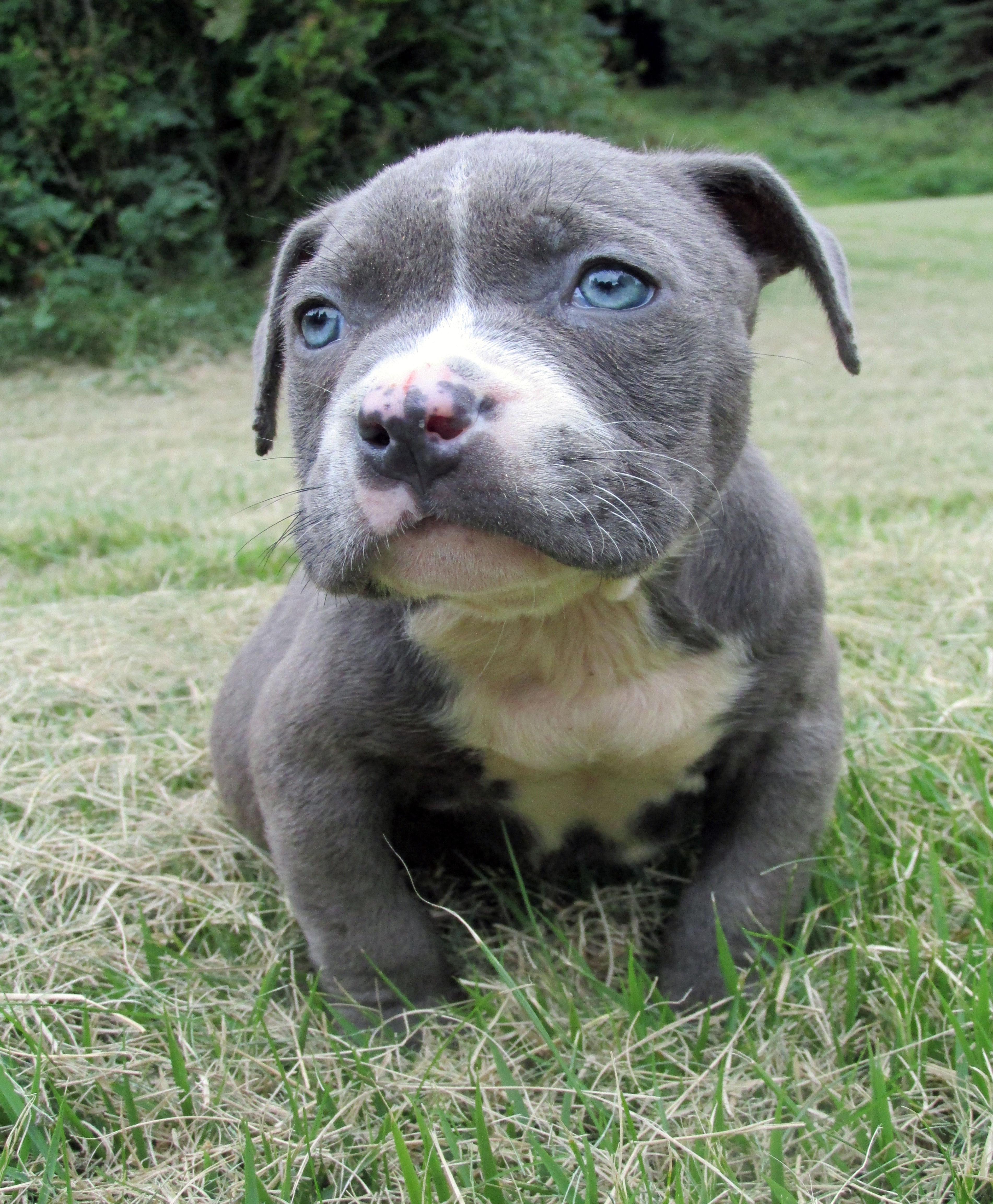 Pitbull puppies for sale in nj 2020