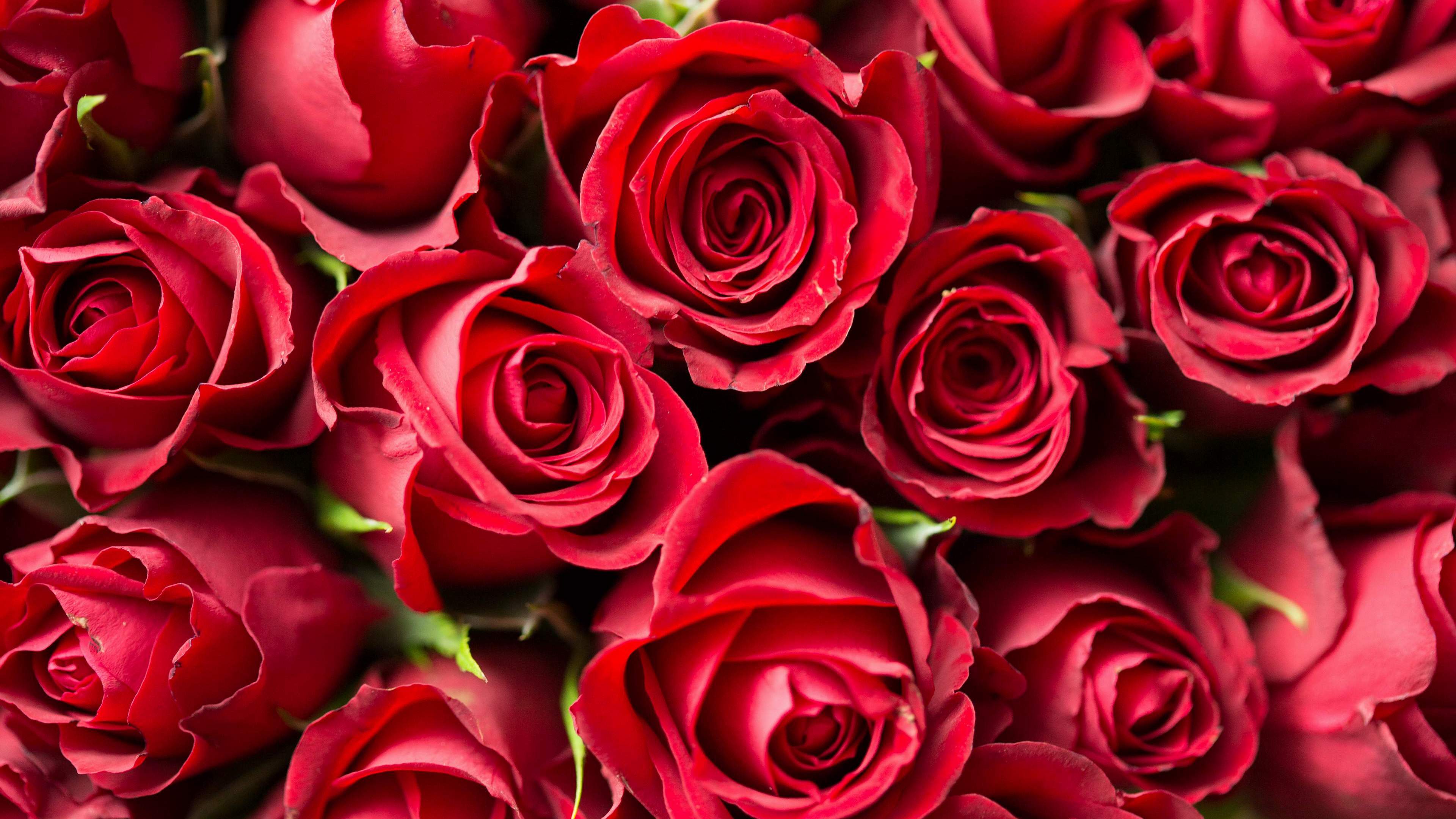 Red Cloth and Roses 4K Wallpaper. PNG Transparent best