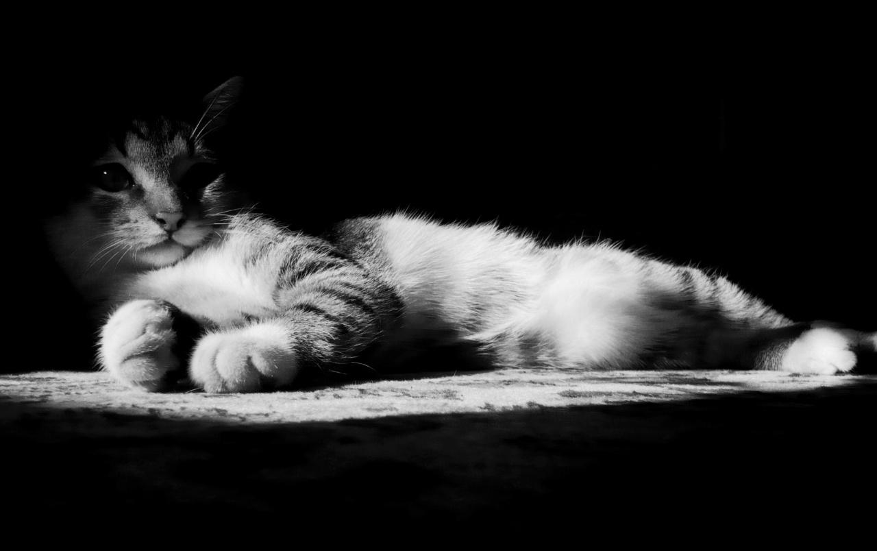 Lazy Kitten in Black and White wallpaper. Lazy Kitten in Black