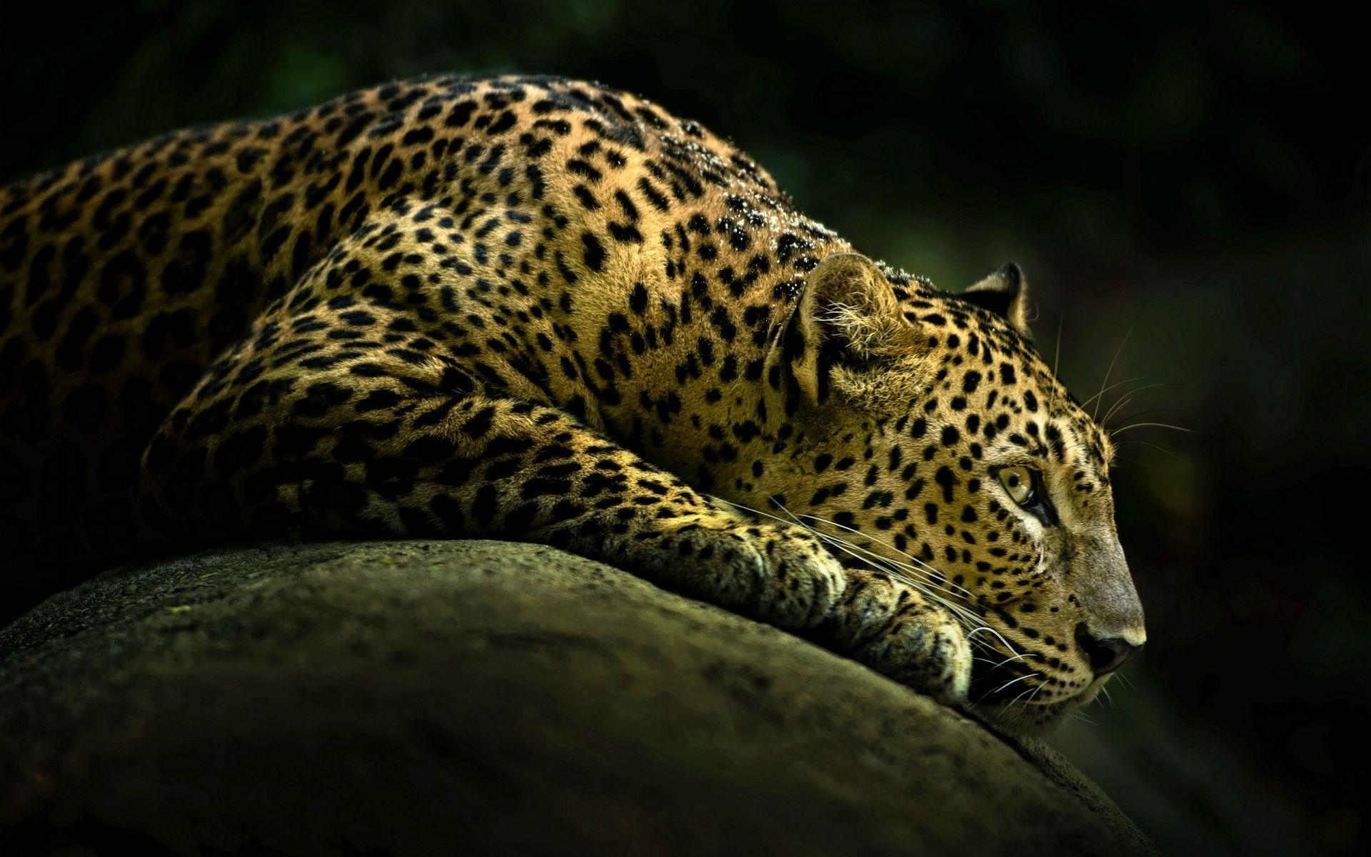 Lazy Cheetah Wallpaper. HD Animals and Birds Wallpaper
