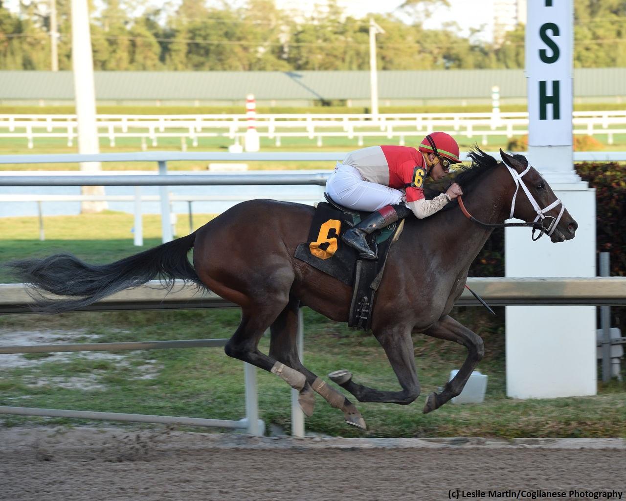 Bourbon War to line up in Belmont Stakes