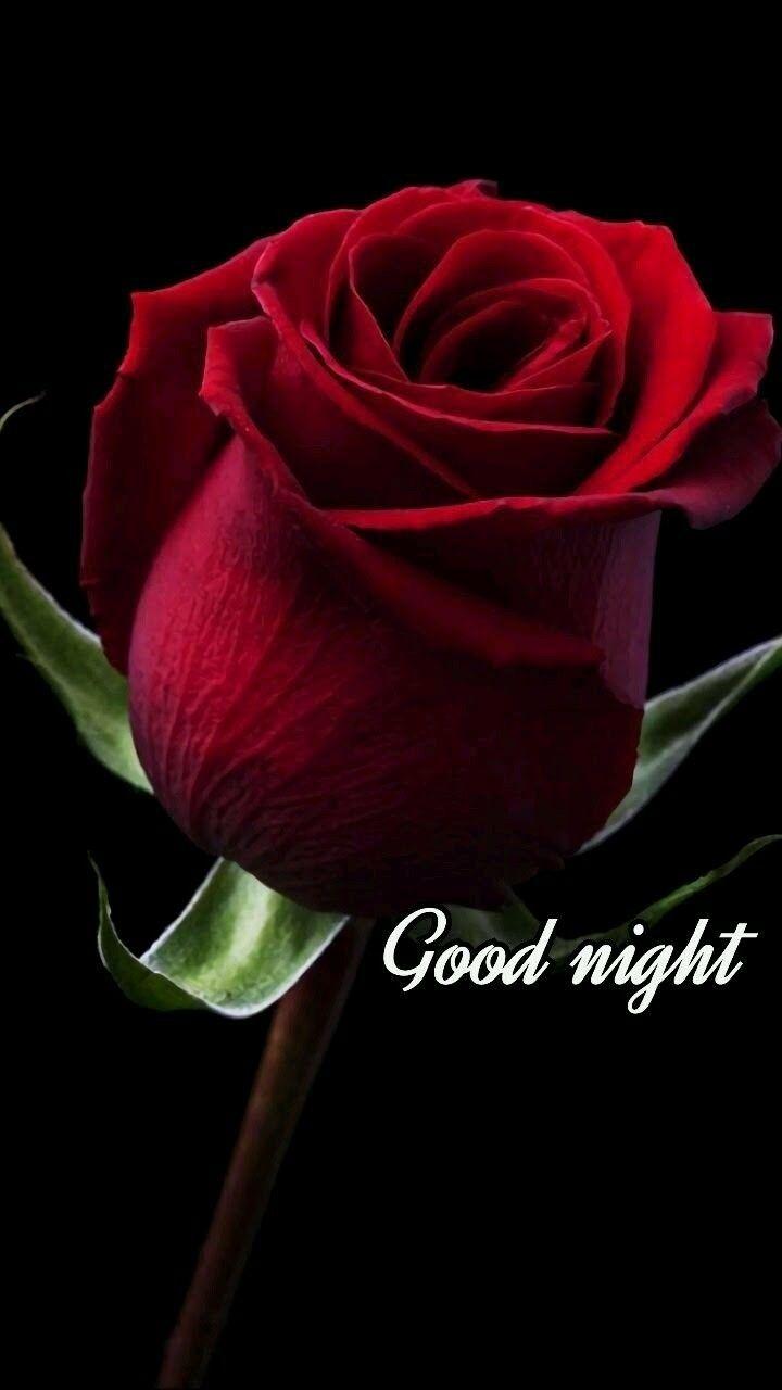 good night wallpaper with rose