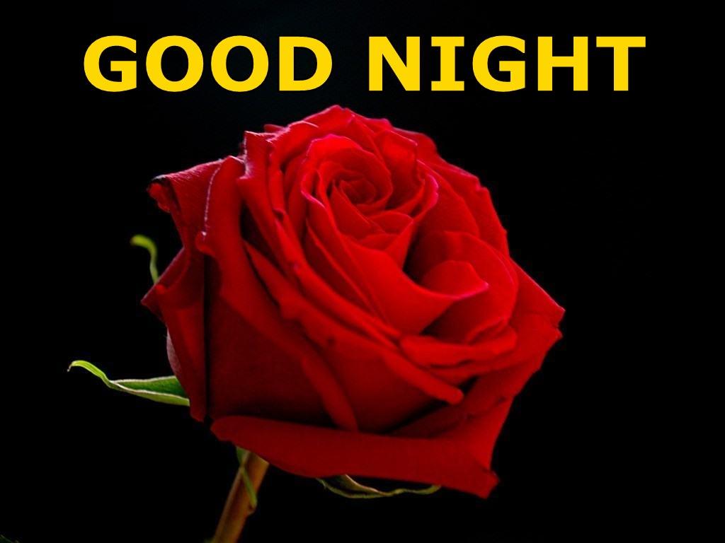 Good Night Red Rose HD Wallpaper