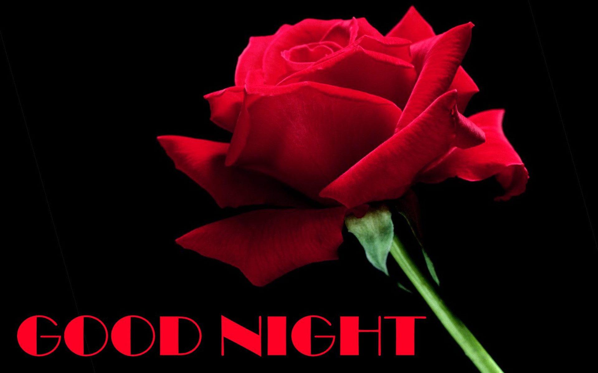 Good Night Rose Wallpaper Download, image collections