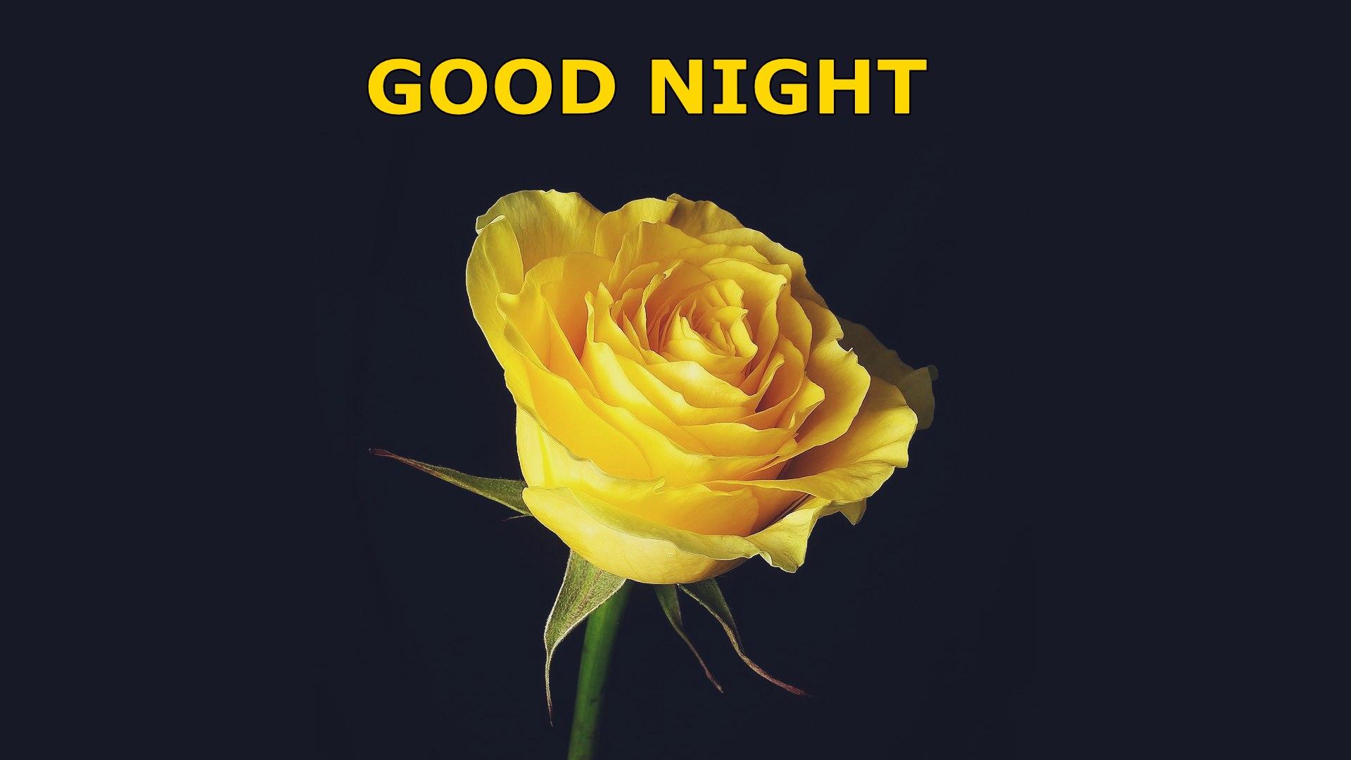 Good Night Yellow Rose HD Wallpaper