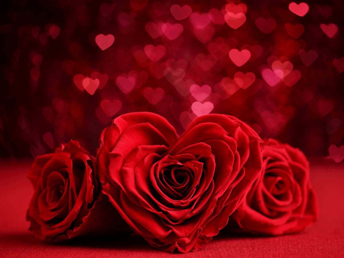 Rose Day Wallpapers - Wallpaper Cave