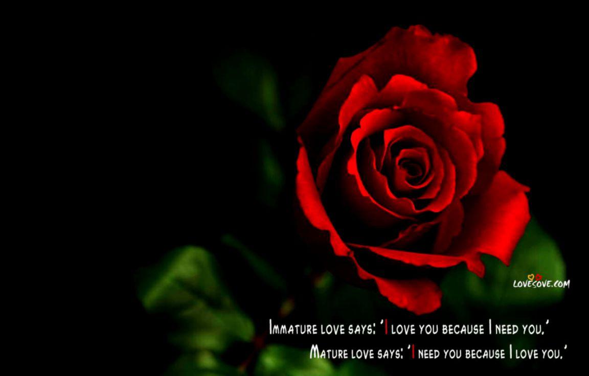 Good Night Image HD Rose The Best HD Wallpaper