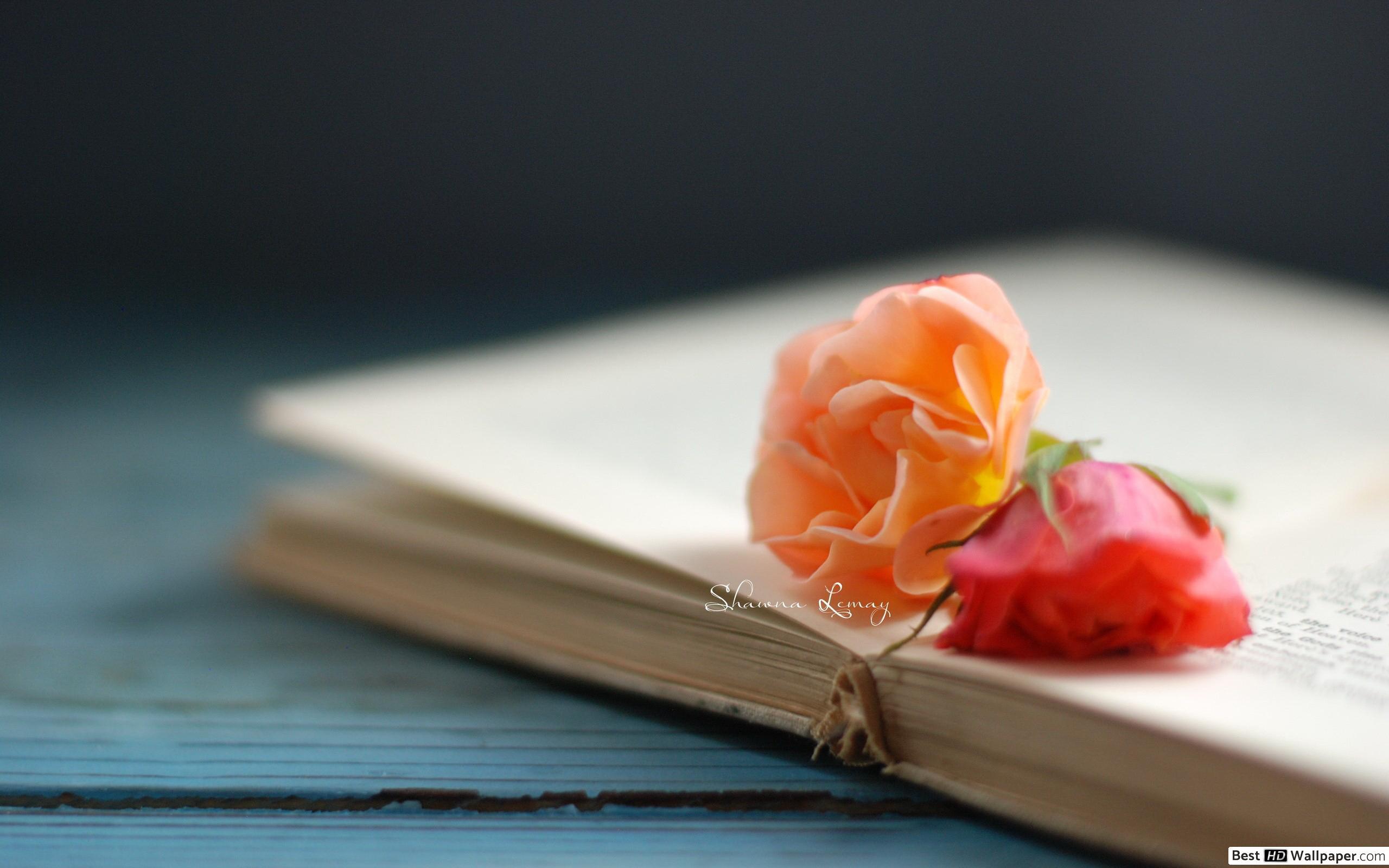 Rose on the books HD wallpaper download
