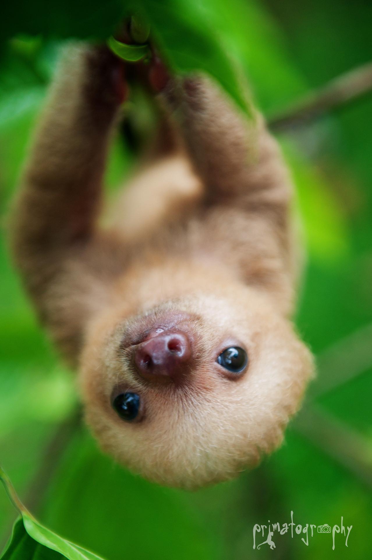 59+ Cute Sloth Wallpapers