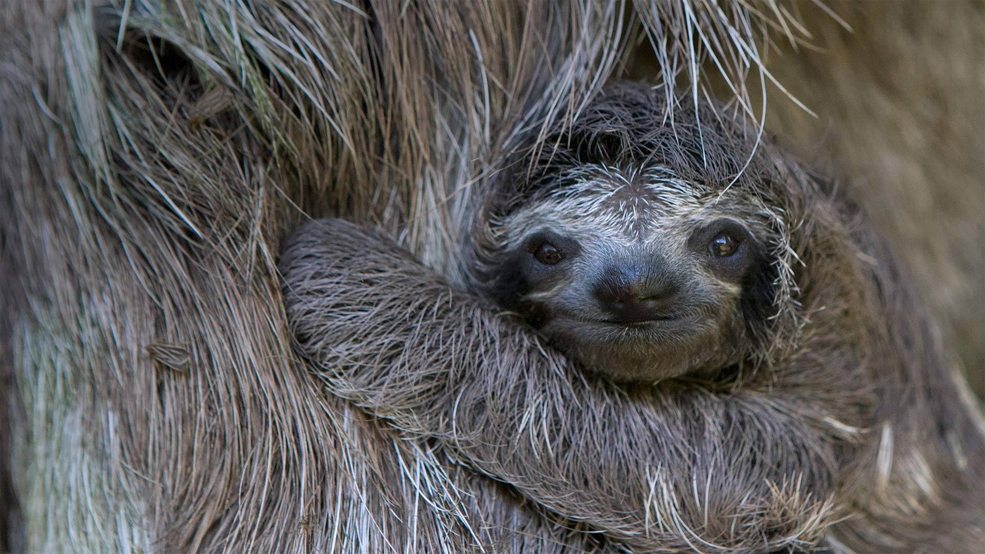 Baby Sloth – Bing Wallpapers Download