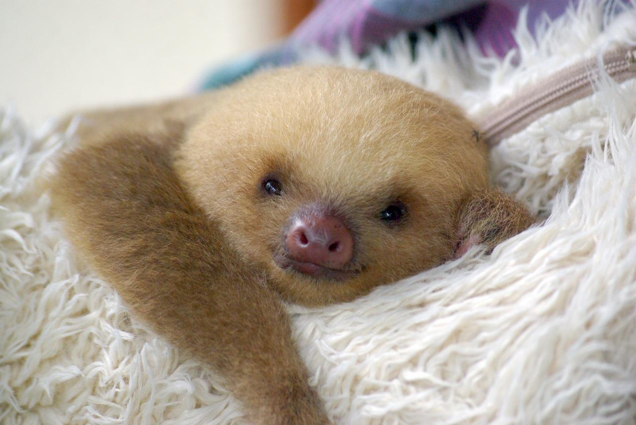 Sloth Baby Pictures on Animal Picture Society