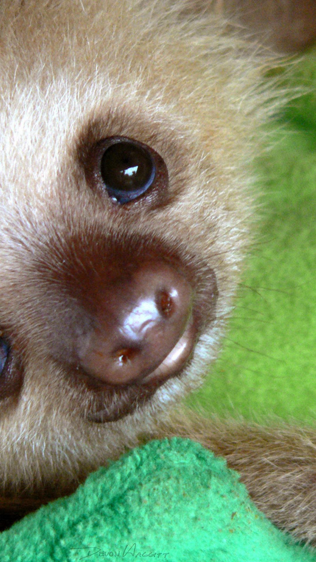 Animals baby nature sloth Wallpapers