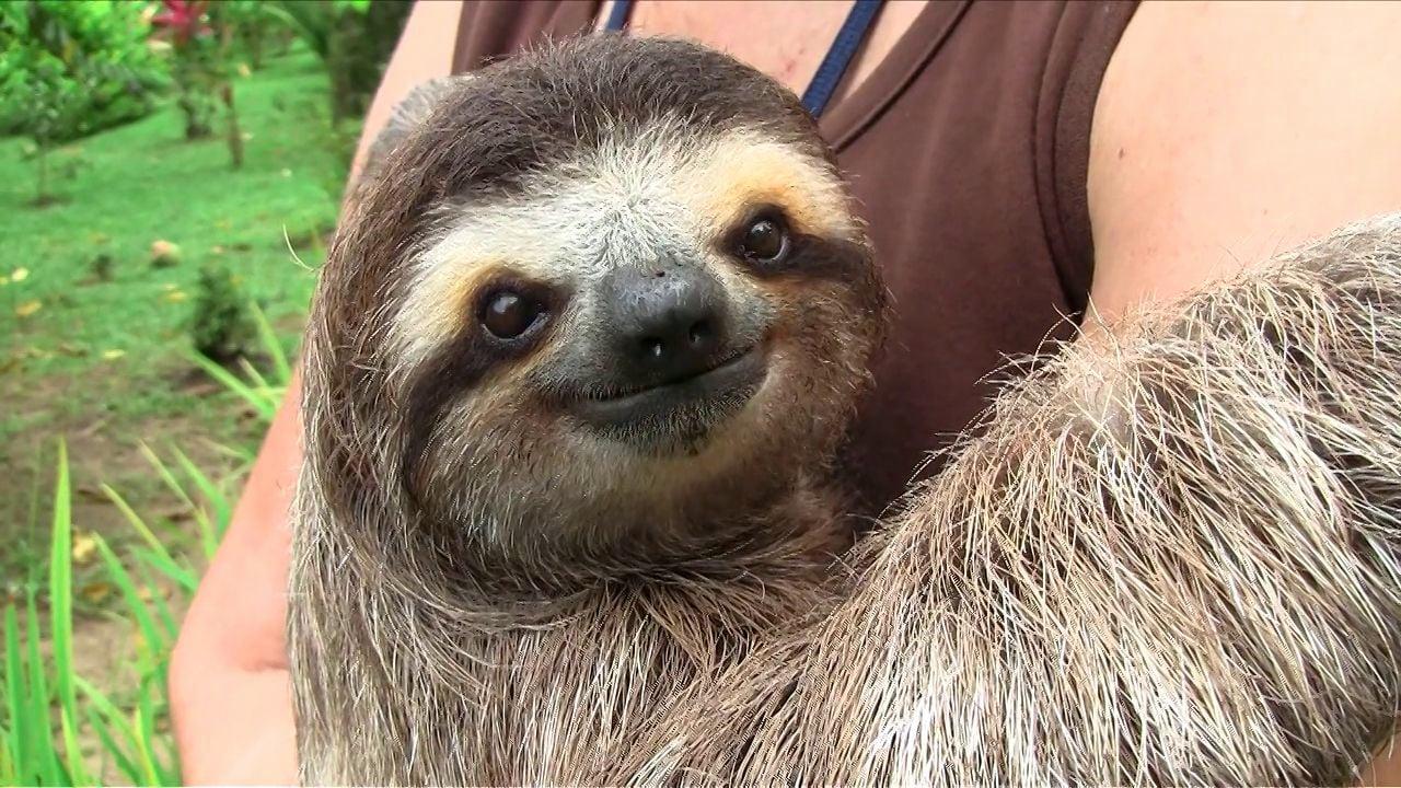 THE CUTE SHOW: BABY SLOTHS on Vimeo