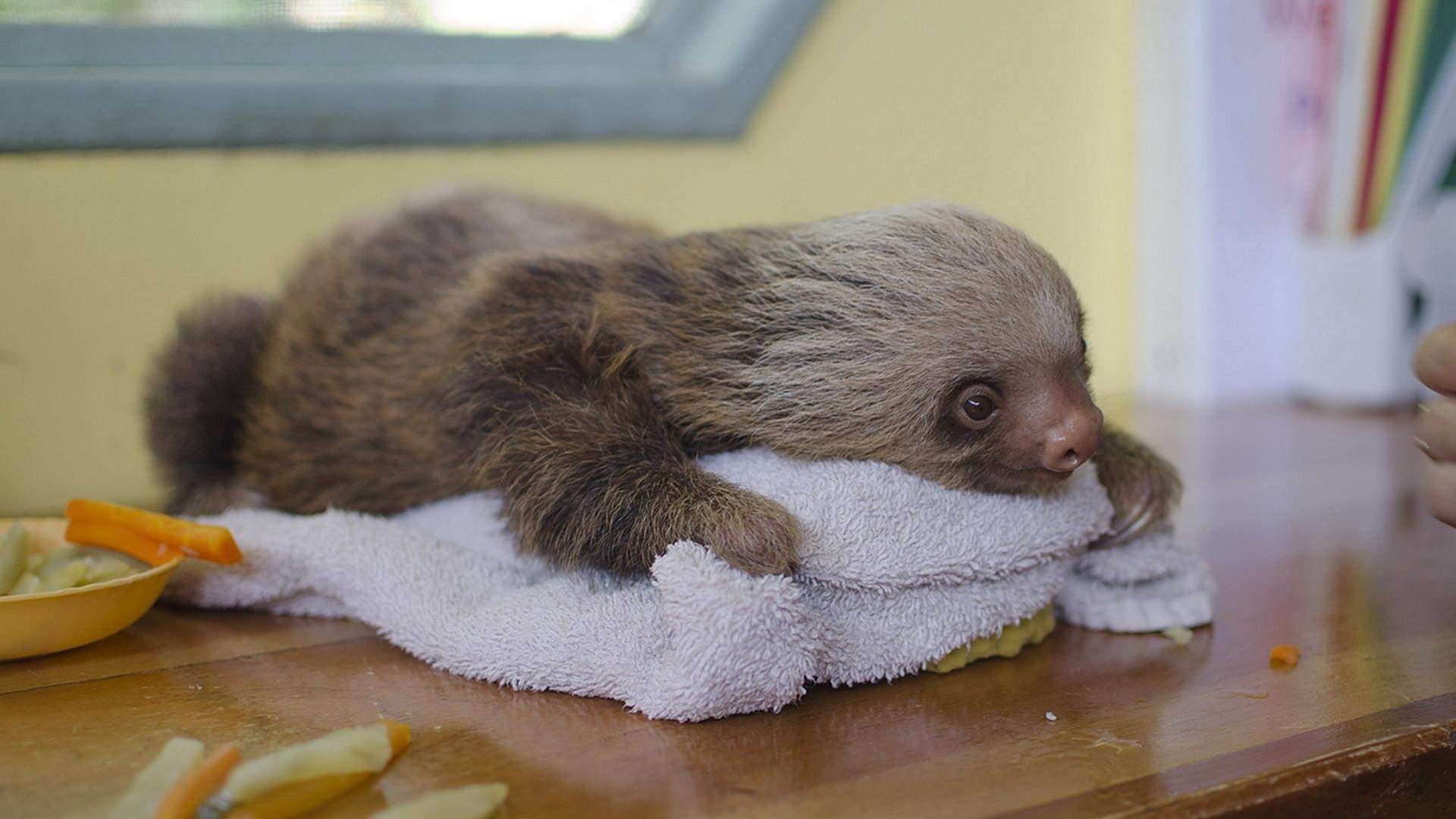 Download 1920x1080 HD Wallpaper sloth baby cute muzzle