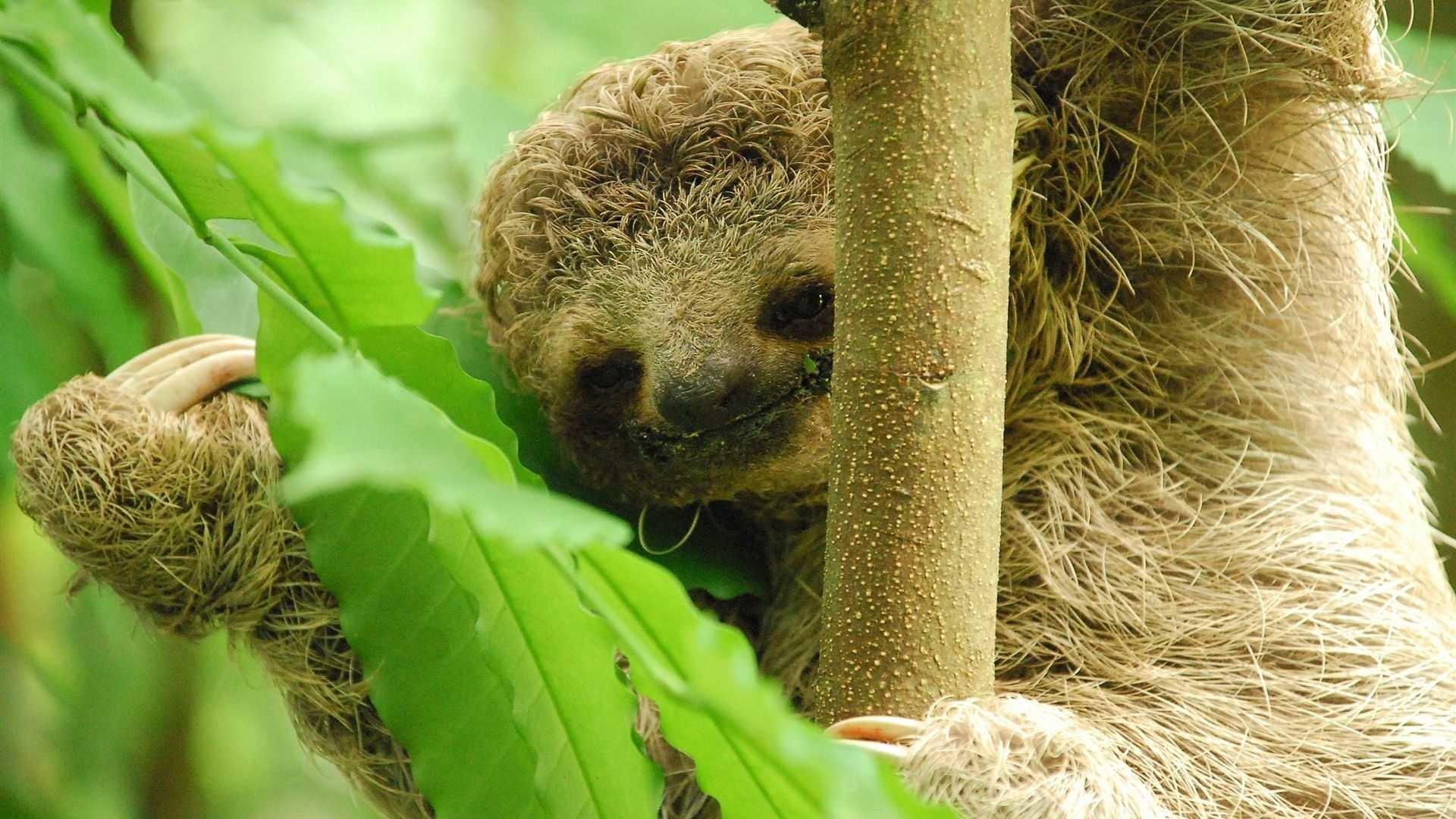 59+ Cute Sloth Wallpapers