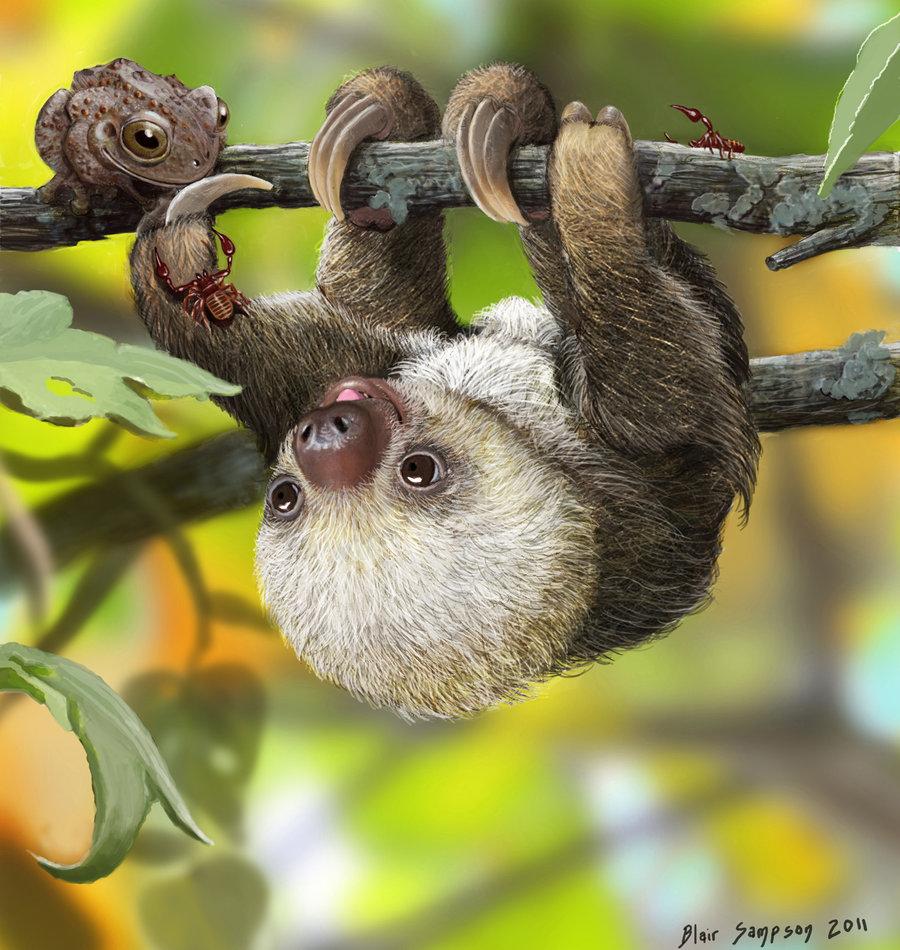 sloth wallpaper for bedroom