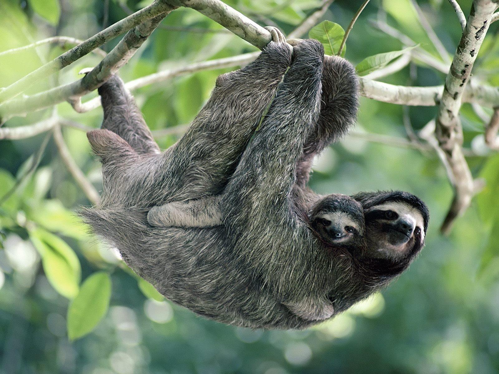 Download Wallpapers, Download 1600x1200 nature animals sloth baby