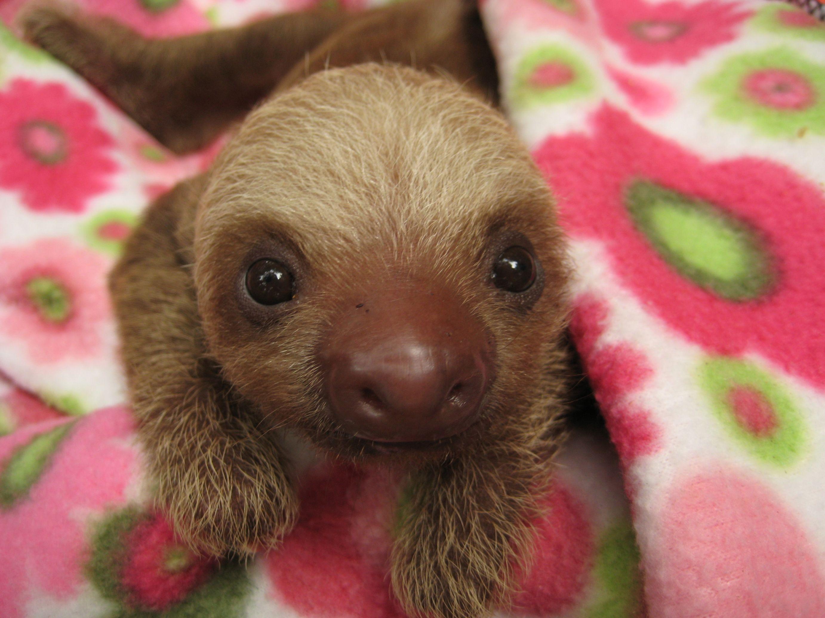 Baby Sloth Wallpapers ✓ The Galleries of HD Wallpapers
