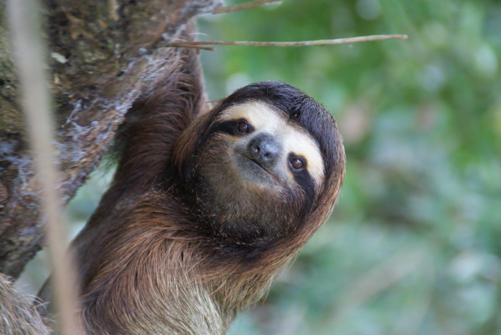 Best 30+ Sloth Wallpapers on HipWallpapers